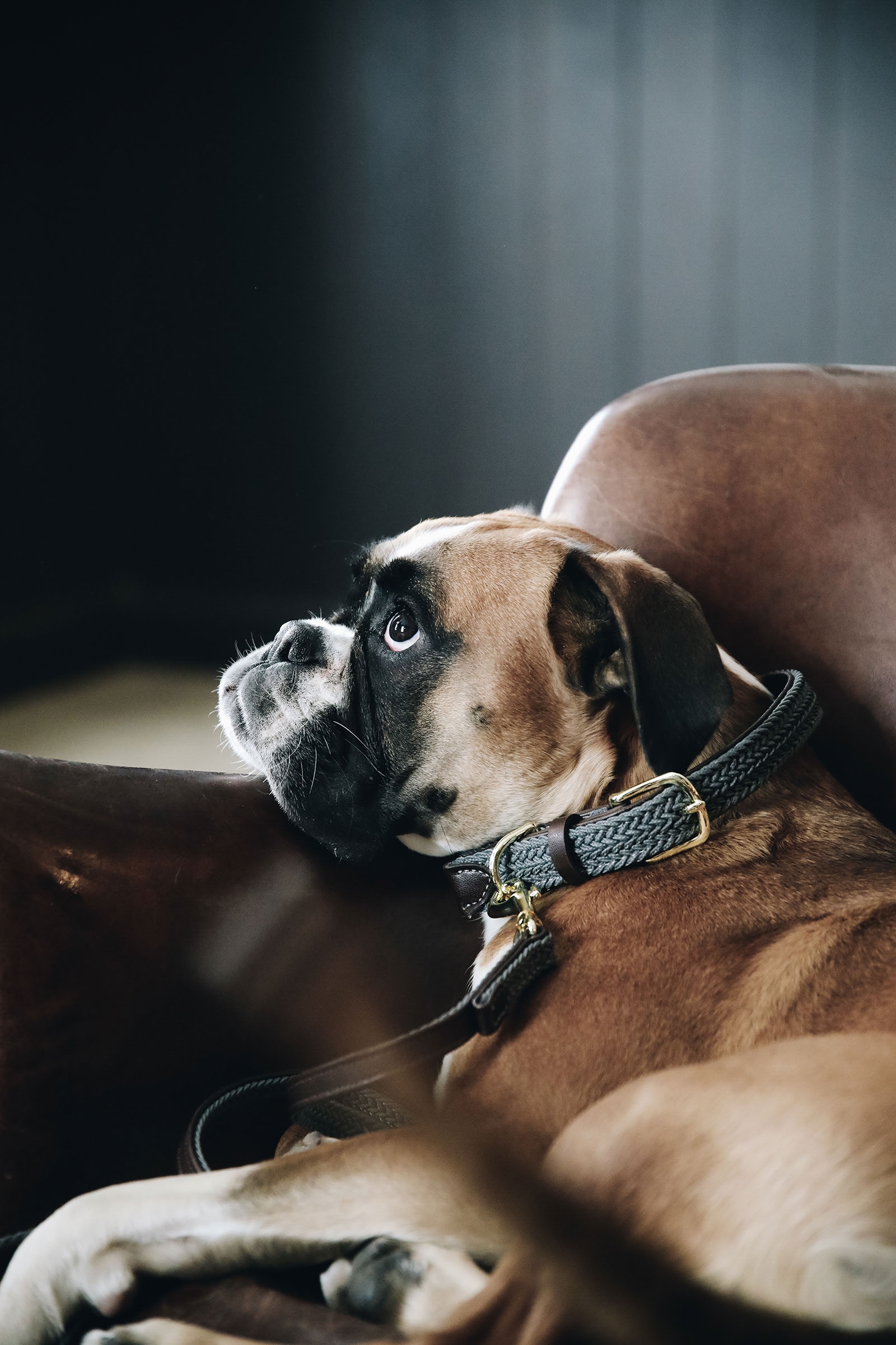 Grey Kentucky Dogwear flettet nylonhundehalsb&aring;nd