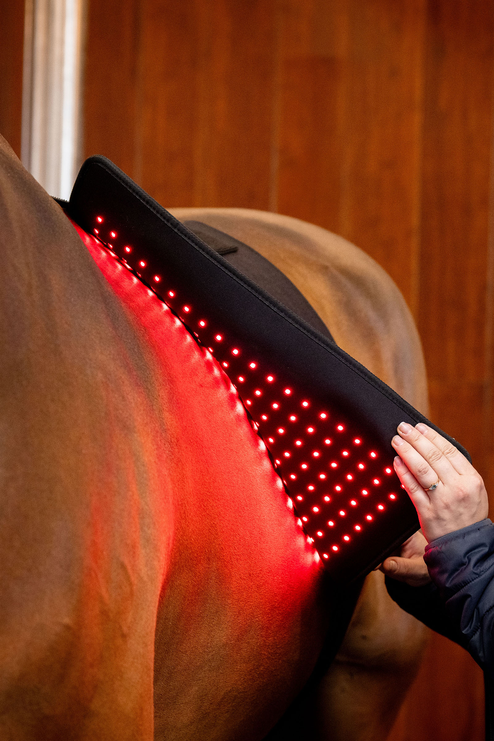 Horseware LED r&oslash;dlysterapi Pad