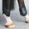 Kavalkade Fetlock Boots Compete