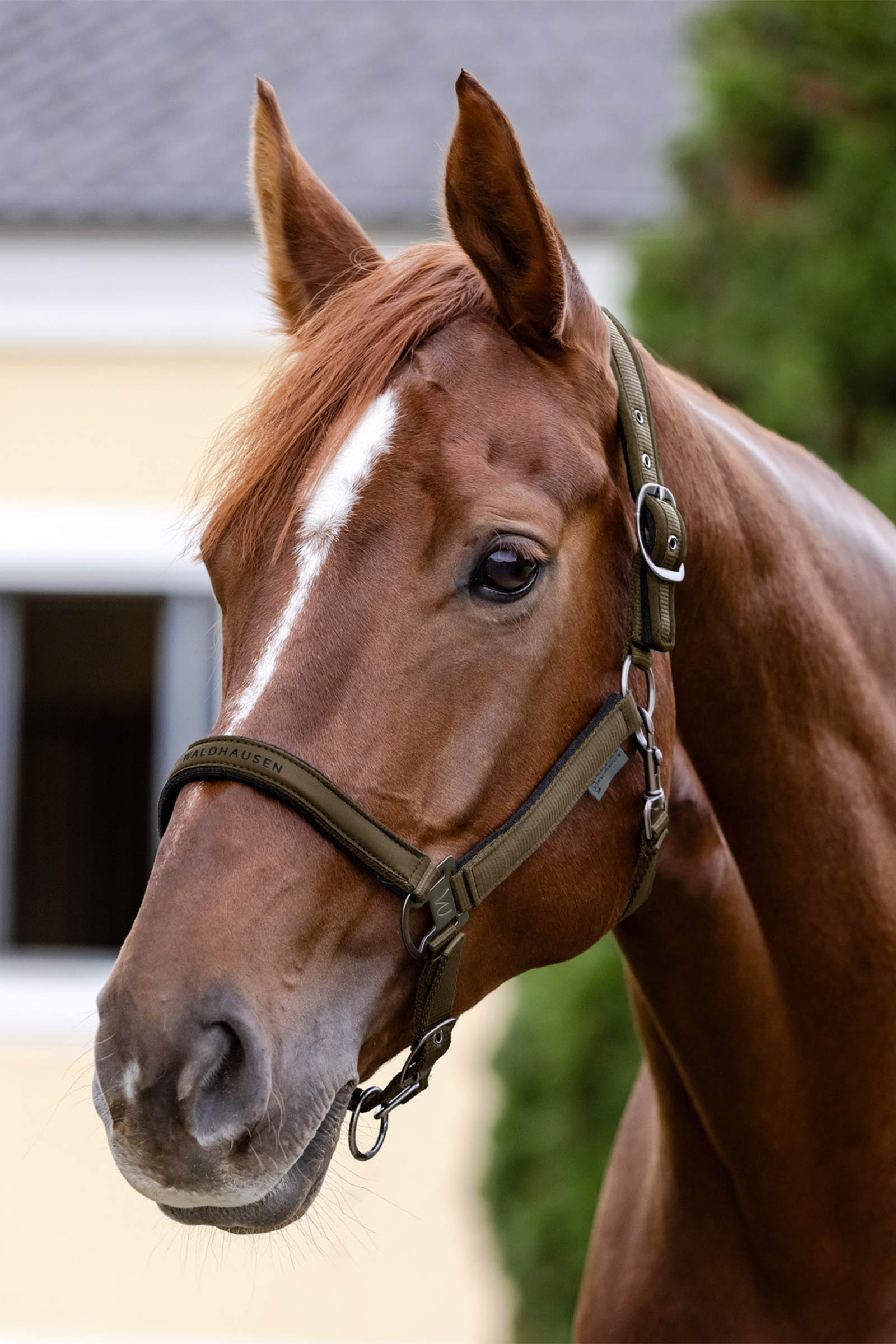 Waldhausen Athletic Grime