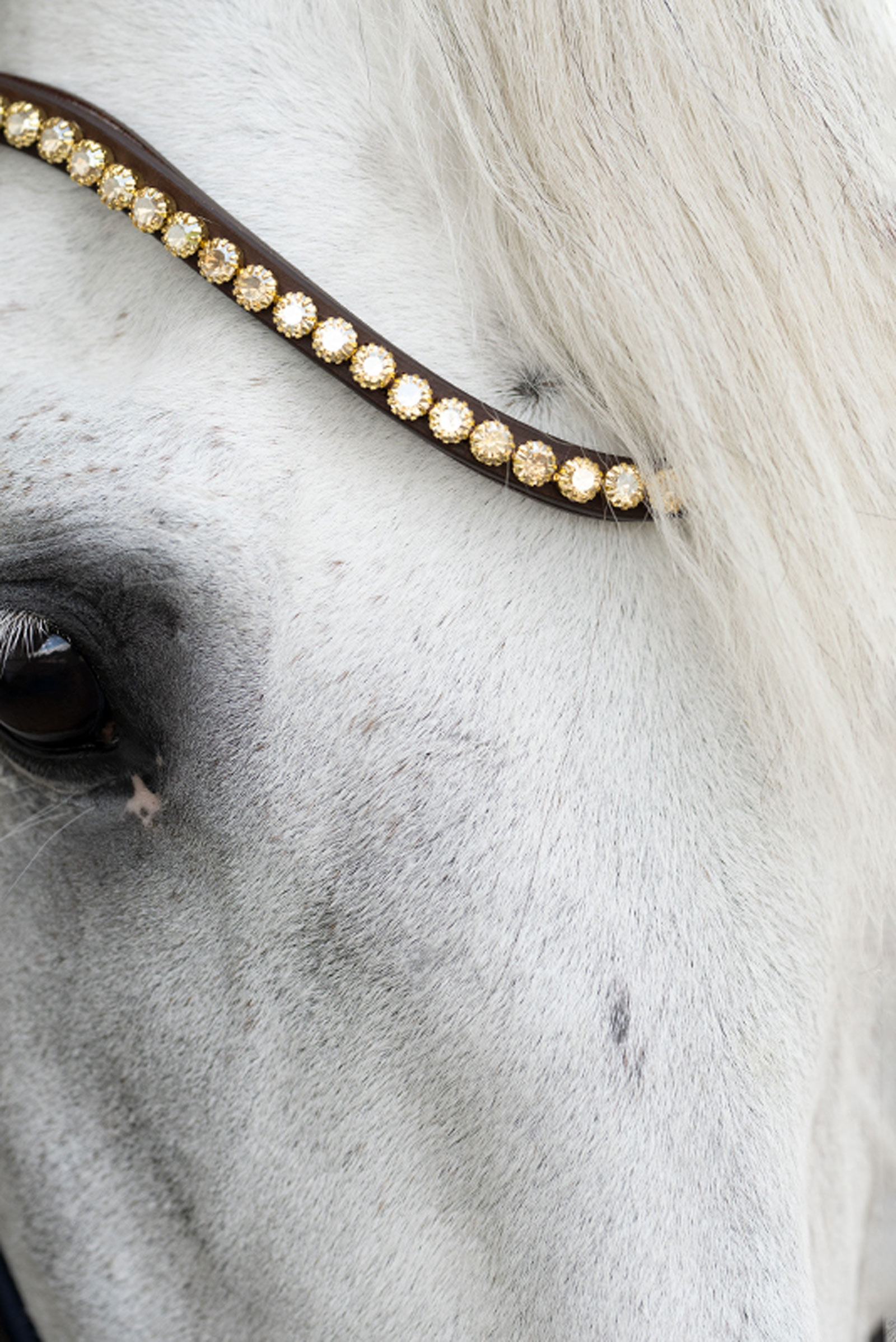 Kavalkade Caliano Engelsk Trense