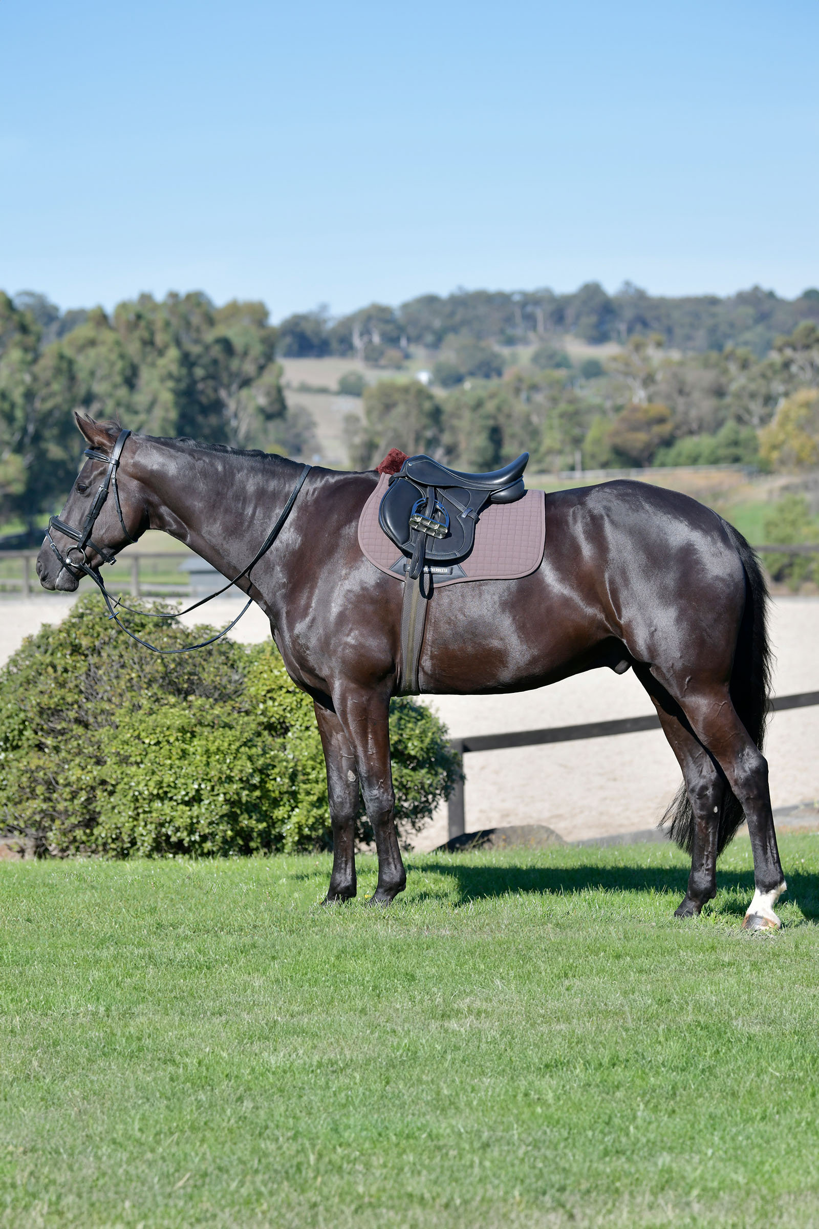 Weatherbeeta Prime Comfy Fleece allround sadelunderlag