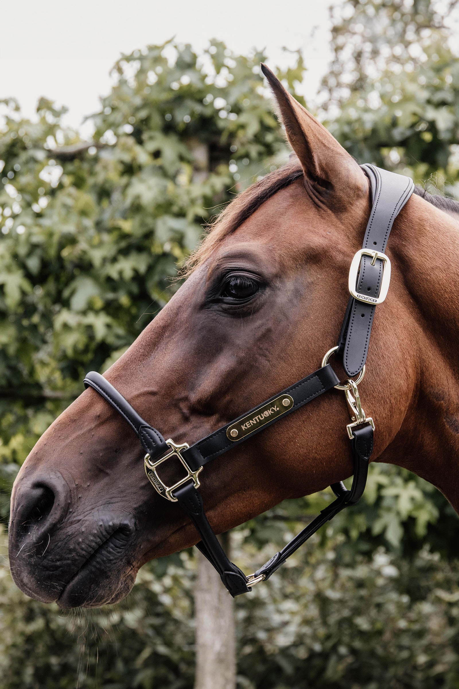Kentucky Horsewear læder anatomisk grime