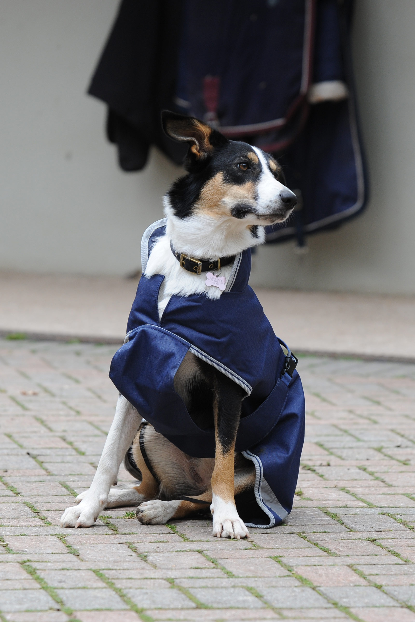 Bucas Freedom hundedækken, 50g  (50-75 cm)