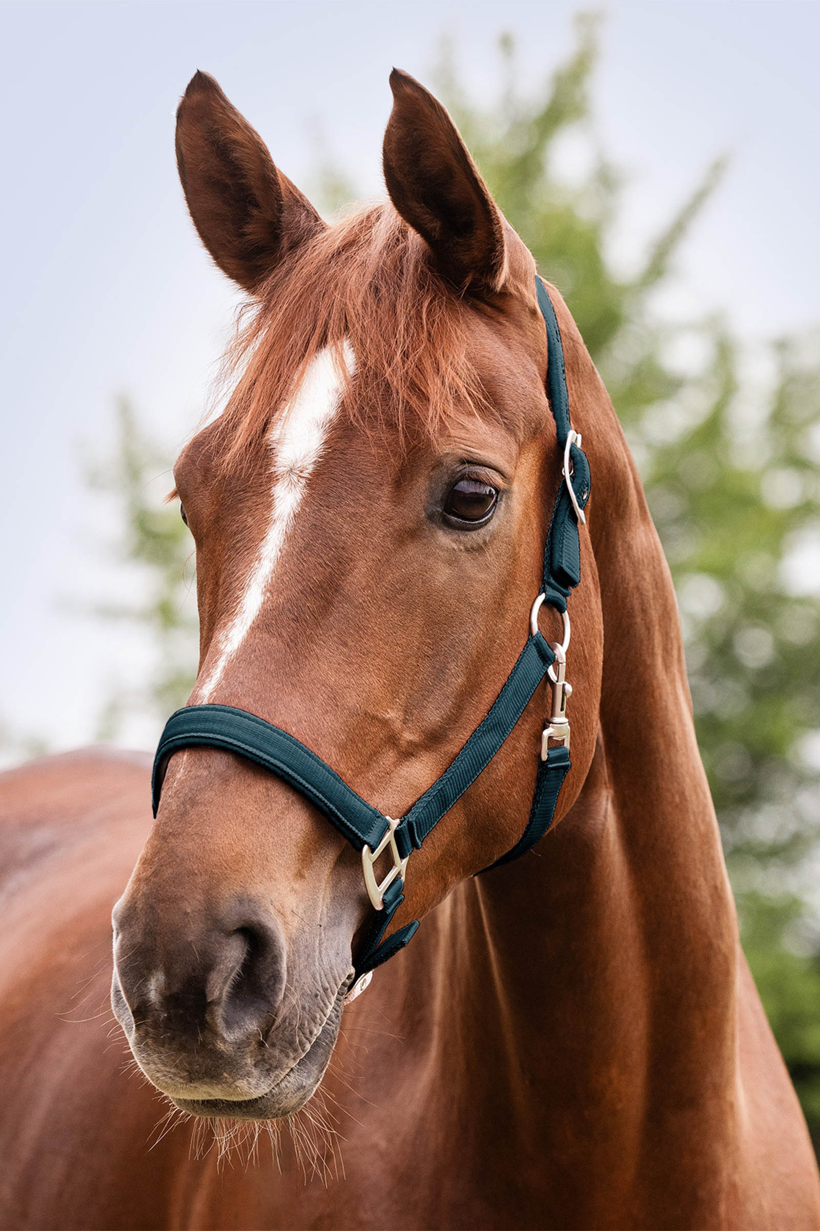 Waldhausen Perlon Satin Halter 