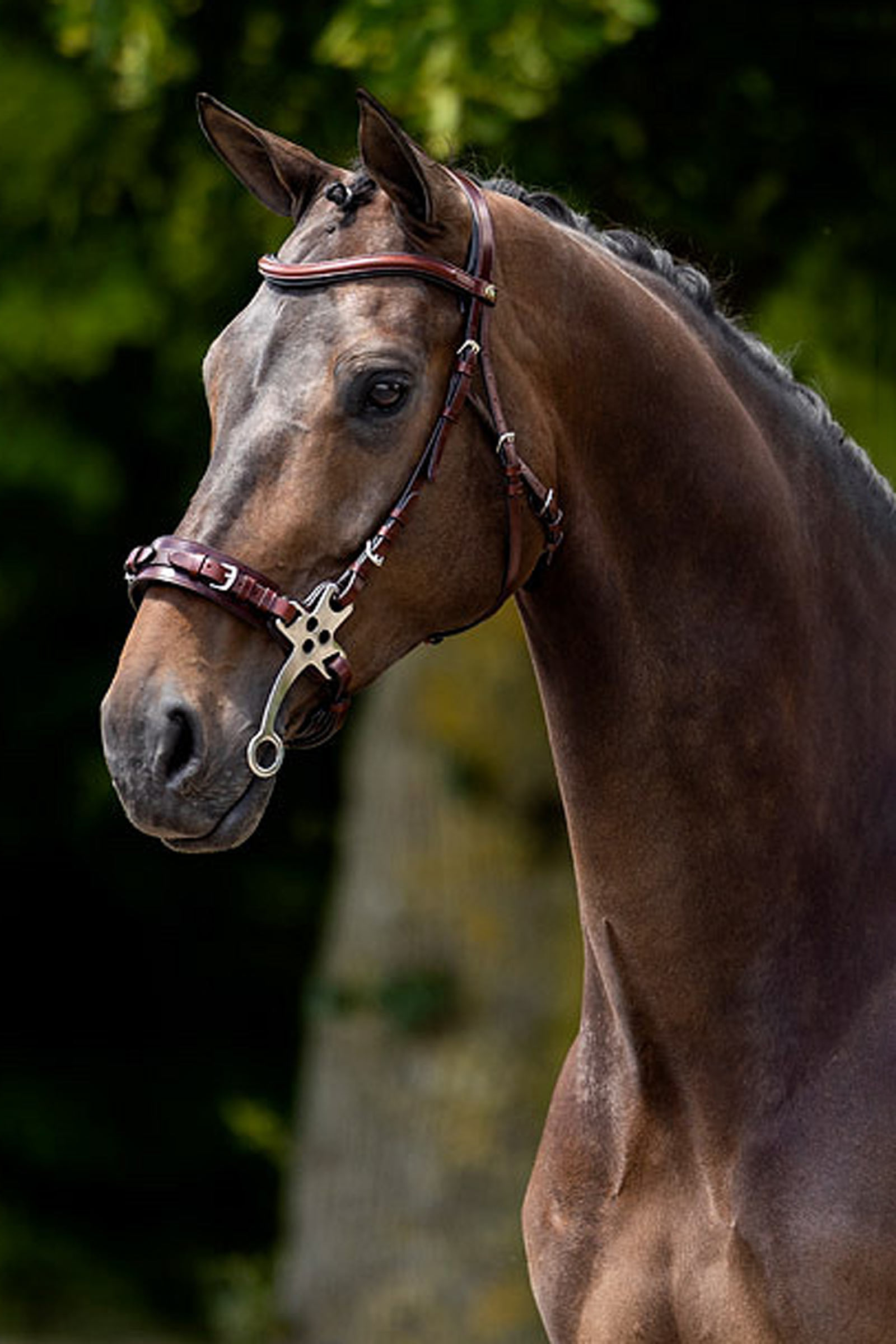 BR Lydney Anatomical Hackamore