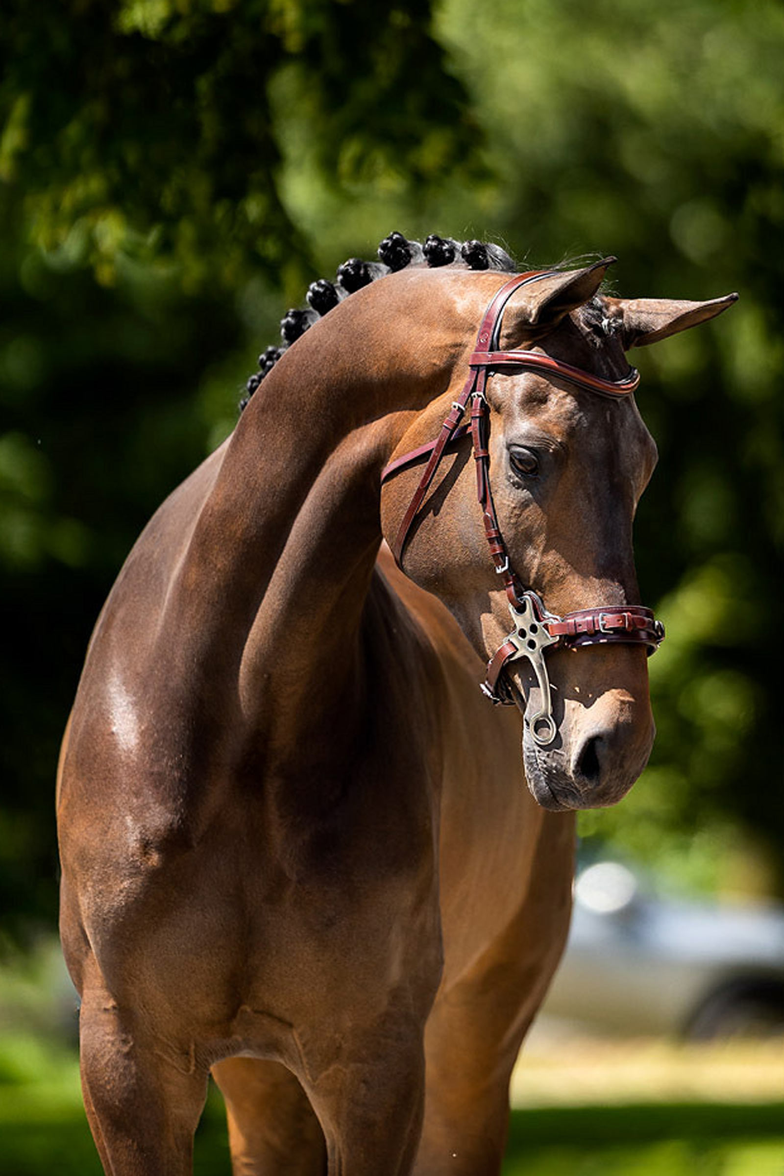 BR Lydney Anatomical Hackamore