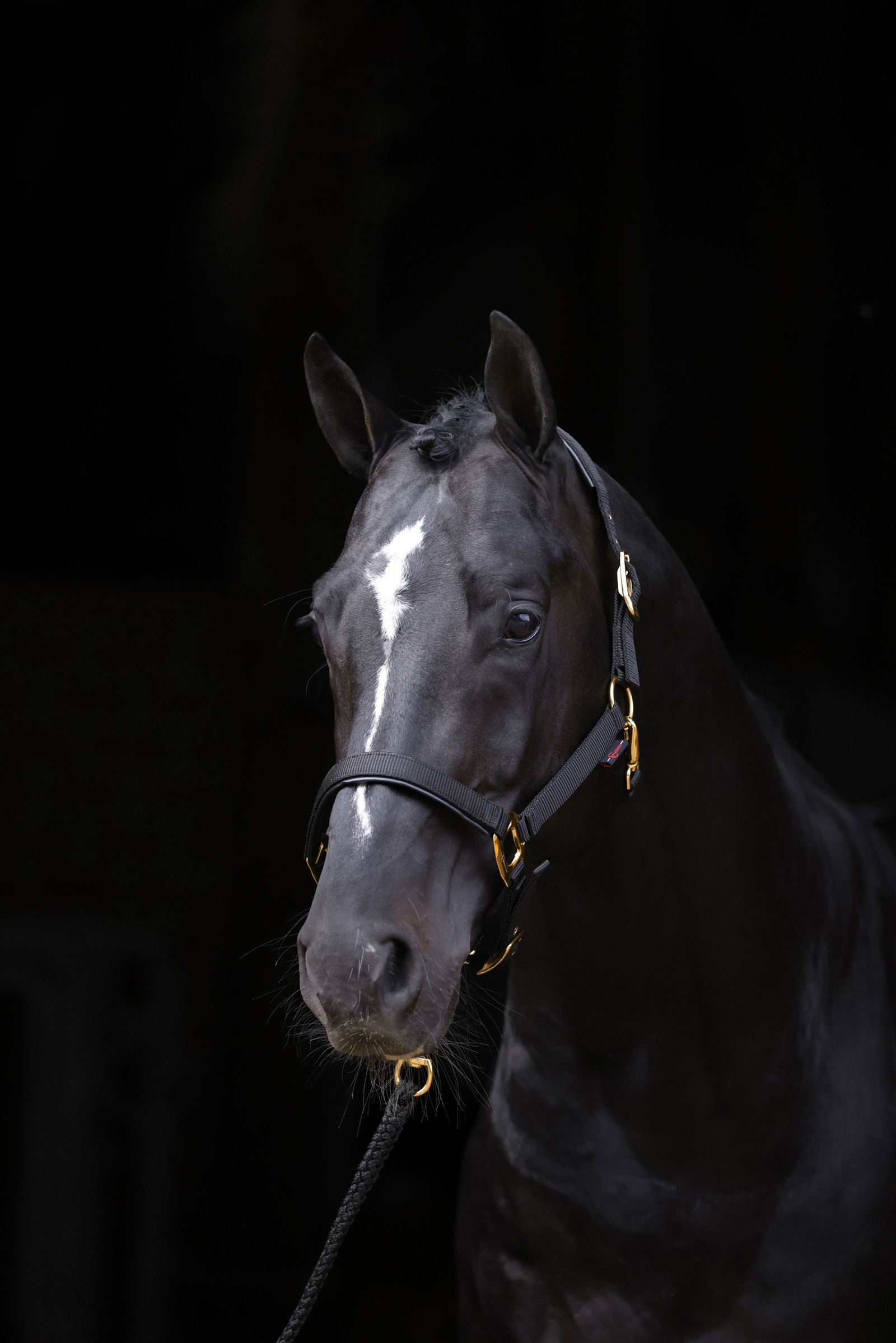 Covalliero TopLine Halter