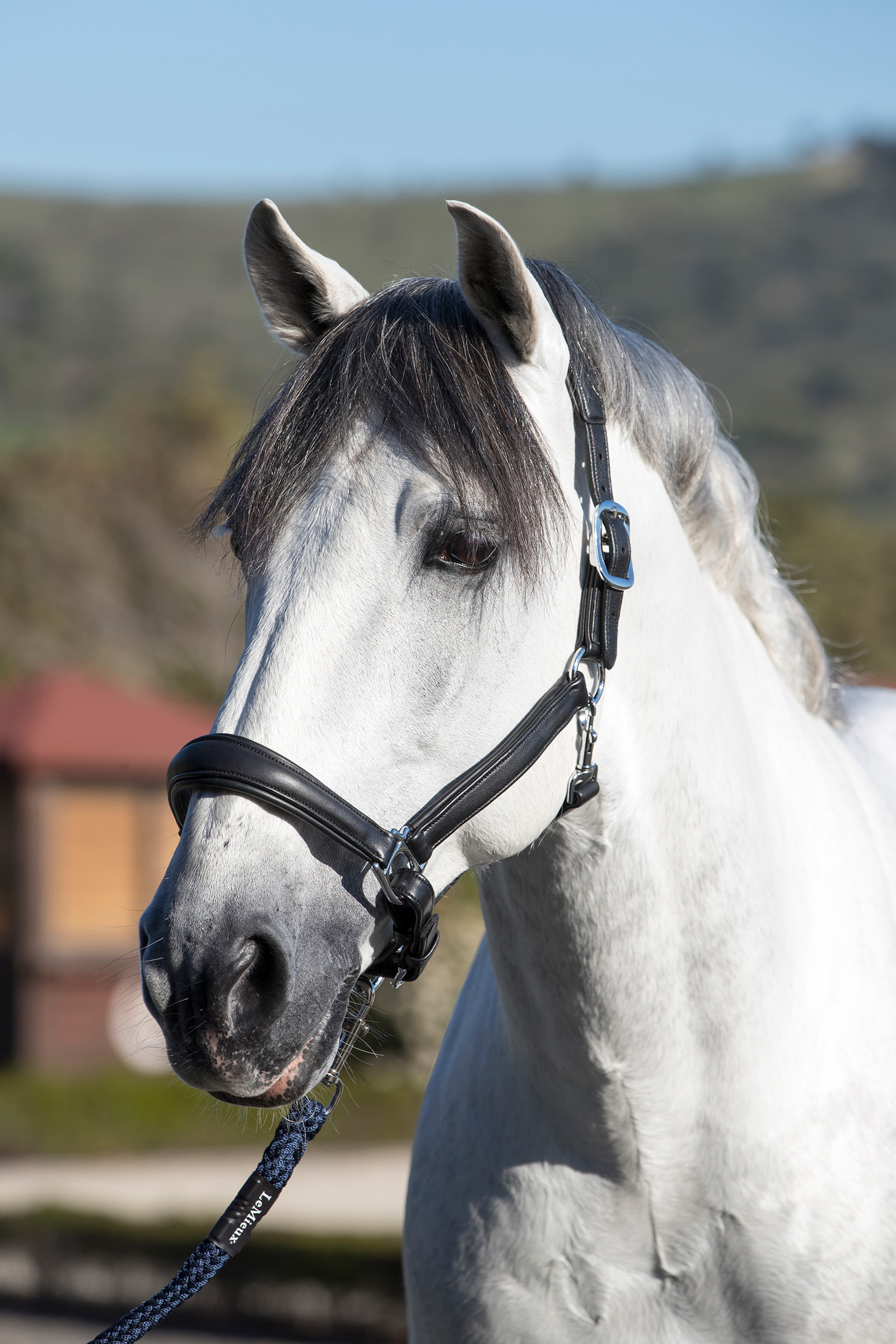 LeMieux Anatomisk læder grime
