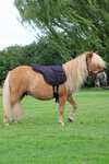 F.R.A. Freedom Riding Articles Dardo bareback-pad (S)