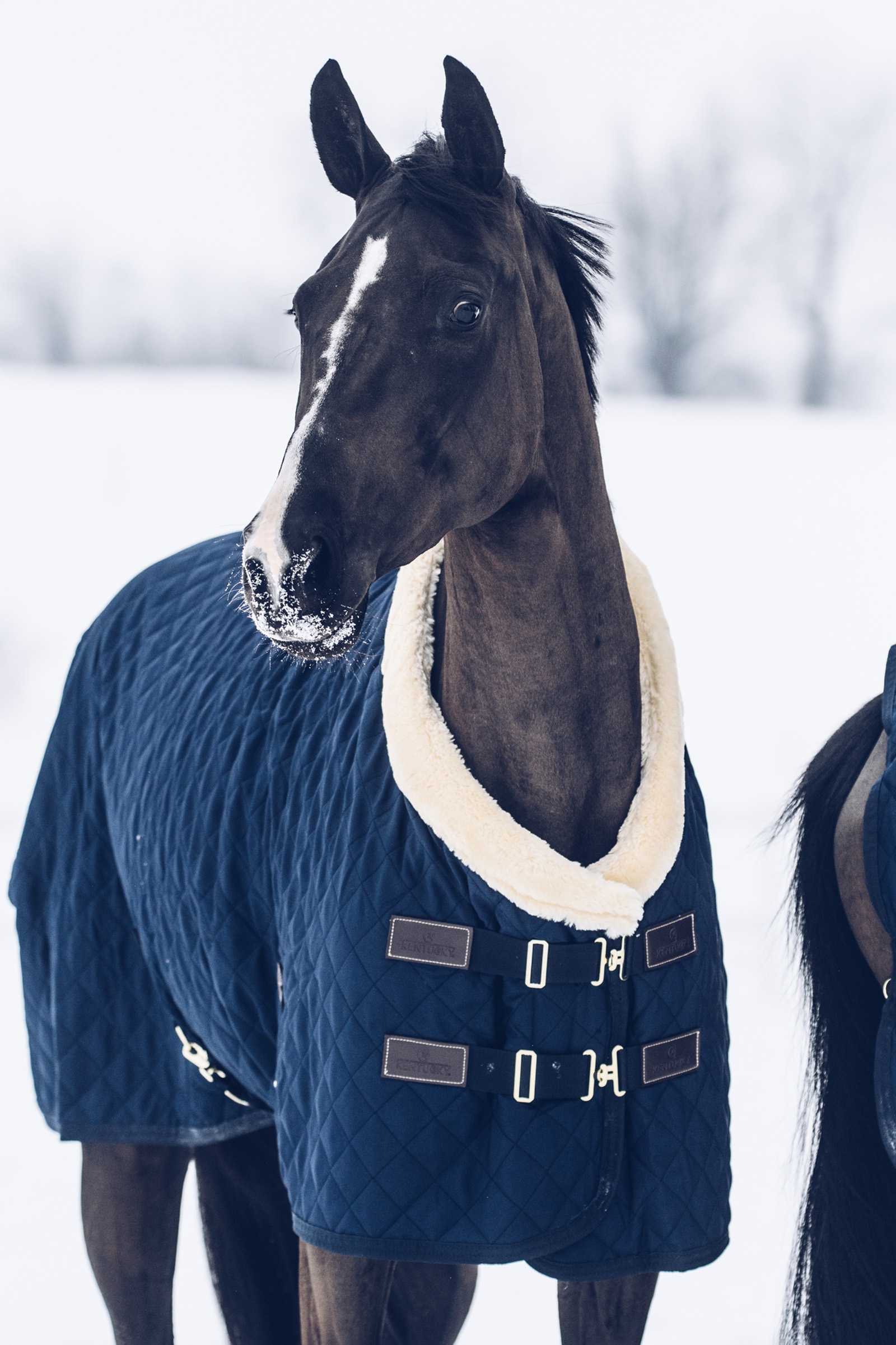 Kentucky Horsewear stævnedækken, 160 g.