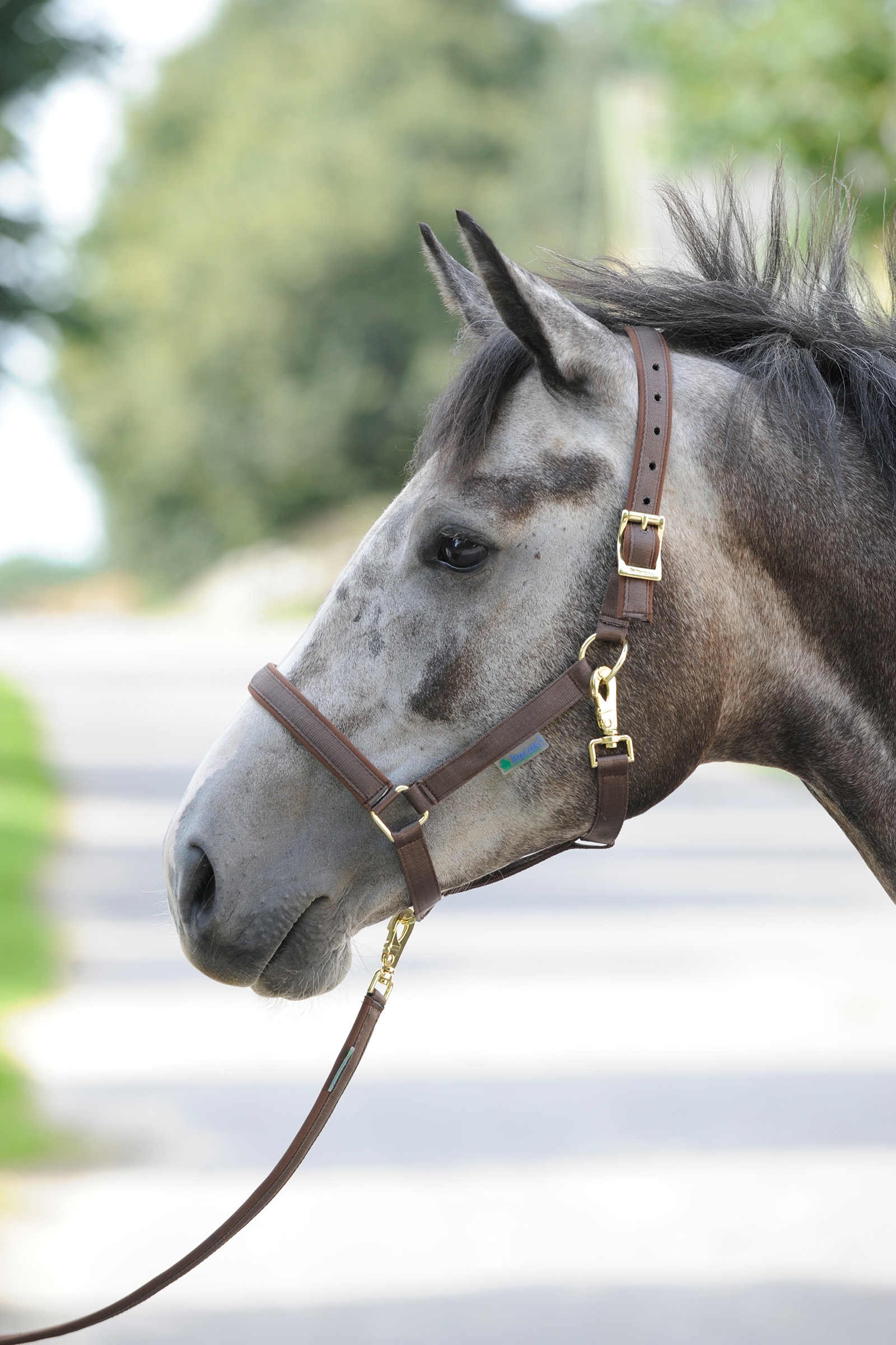 Brown/Brown Bucas Dublin polstret luksusgrime