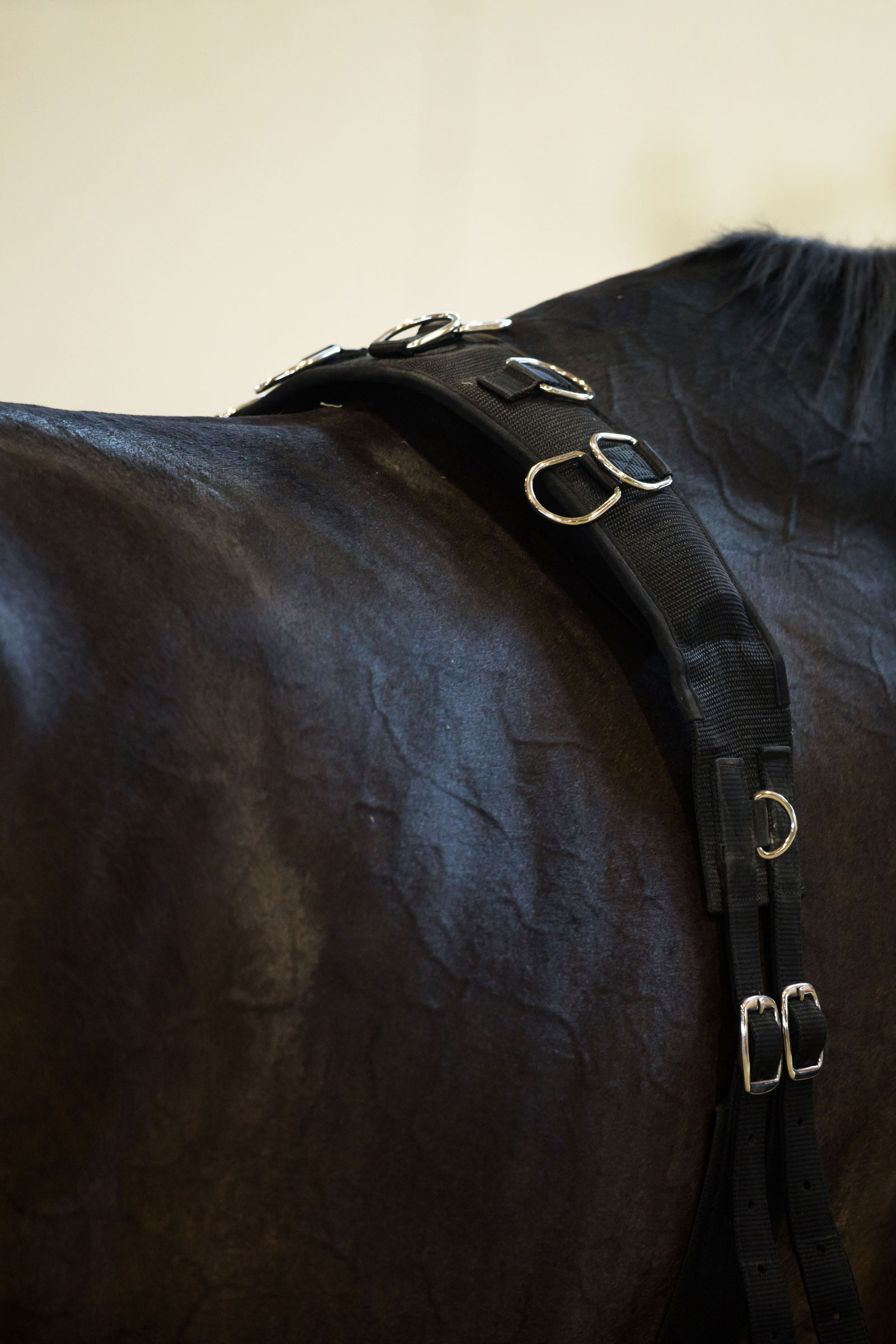 Horze longegjord, nylon.