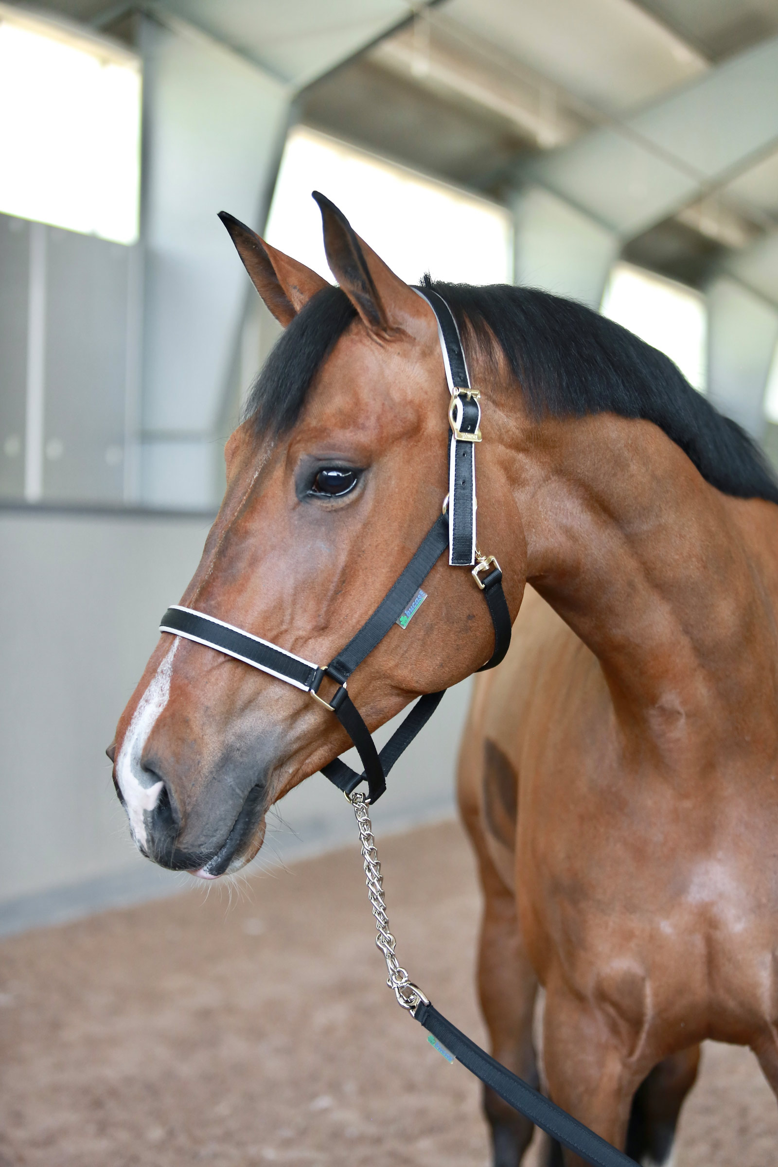 Bucas Stallion træktov med kæde