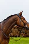 Trust Equestrian Geneva Kombineret N&aelig;seb&aring;nd Bridle