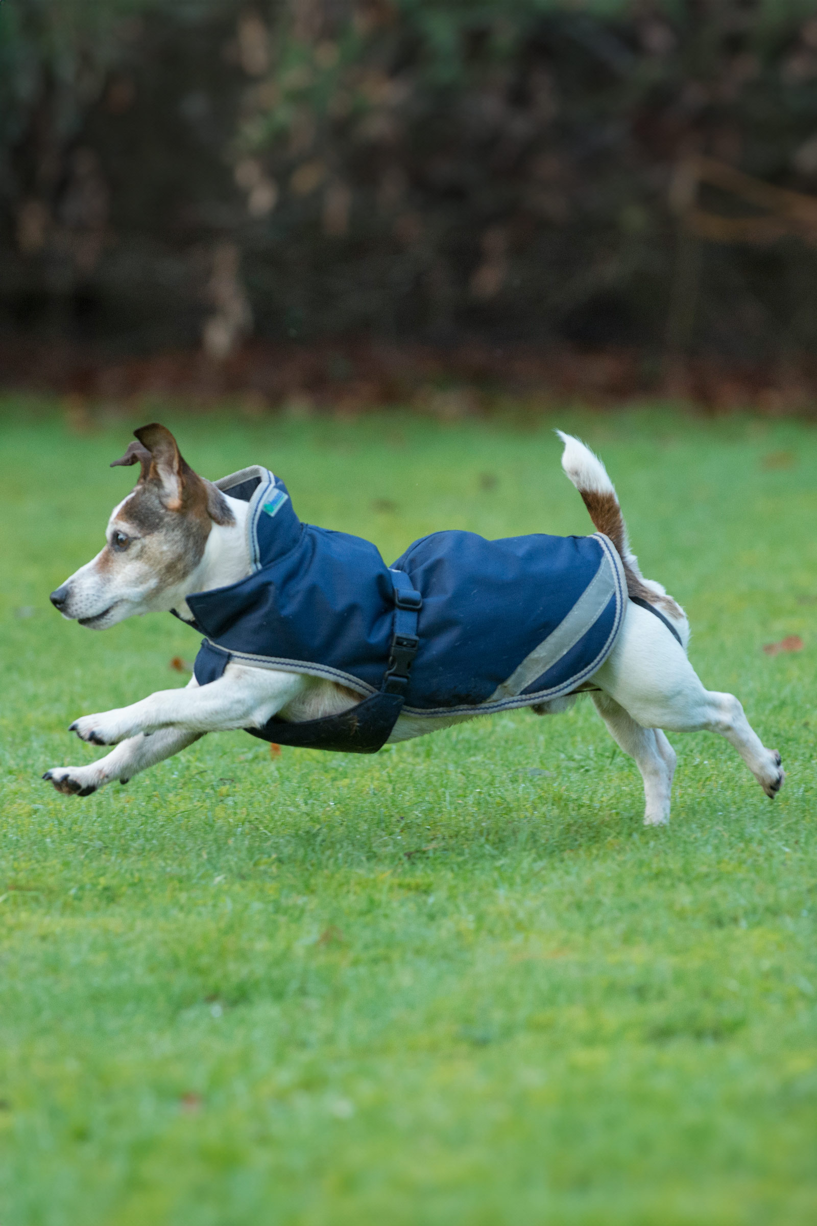 Bucas Freedom hundedækken, 50g (30-45 cm)