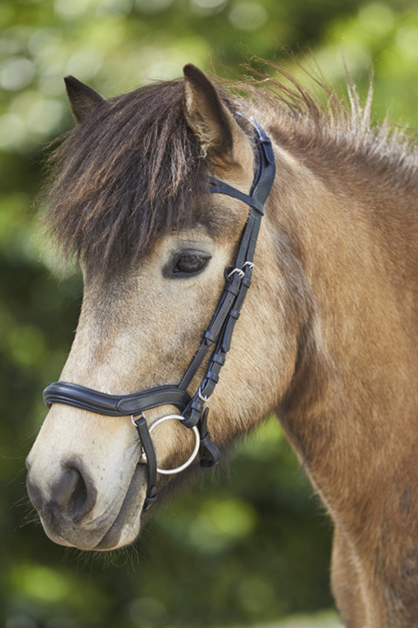 Waldhausen Anatomisk Islandsk Trense
