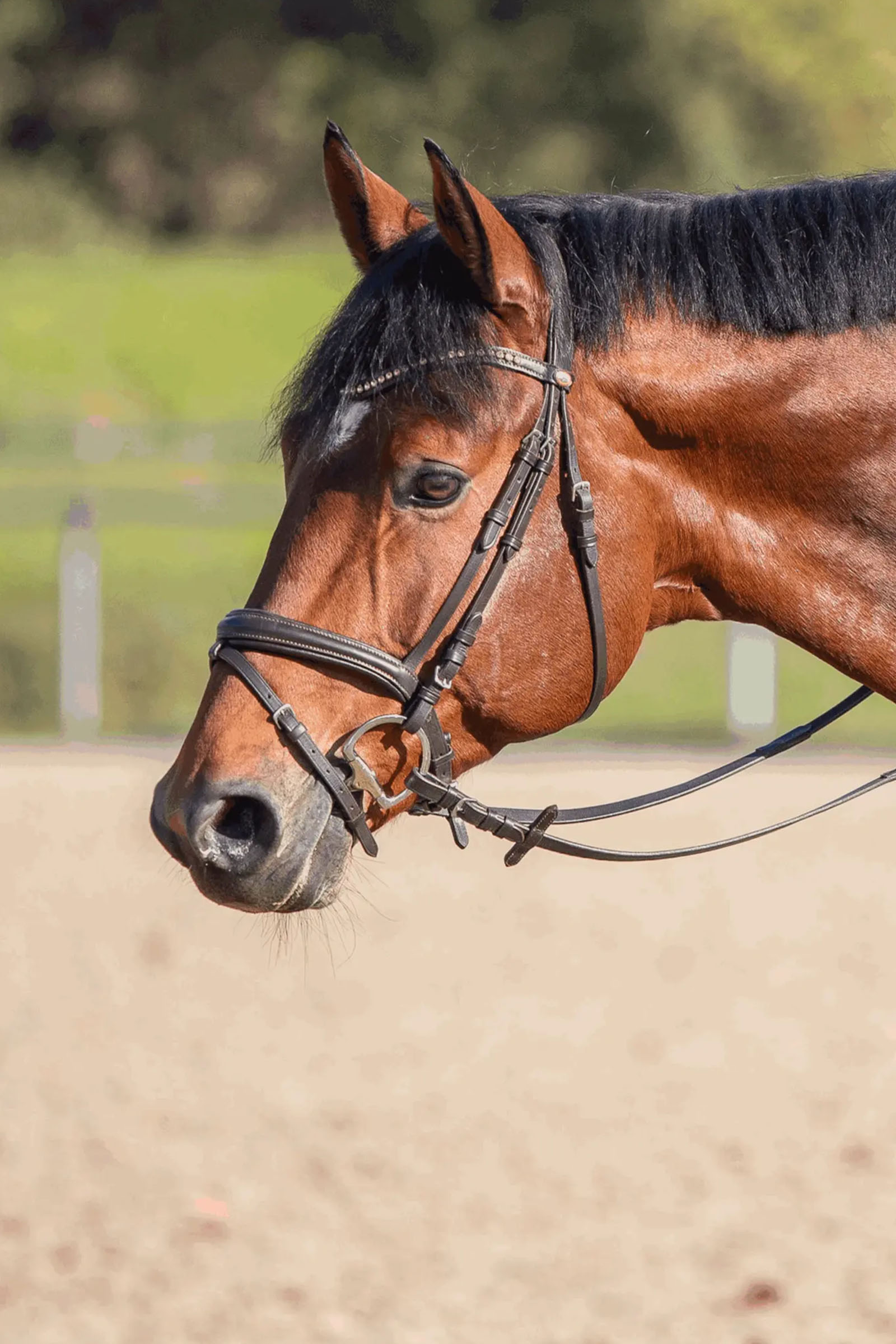 Sprenger Novocontact Eggbuttbid 14mm Enkeltleddet Sensogan Med D-Formede Ringe