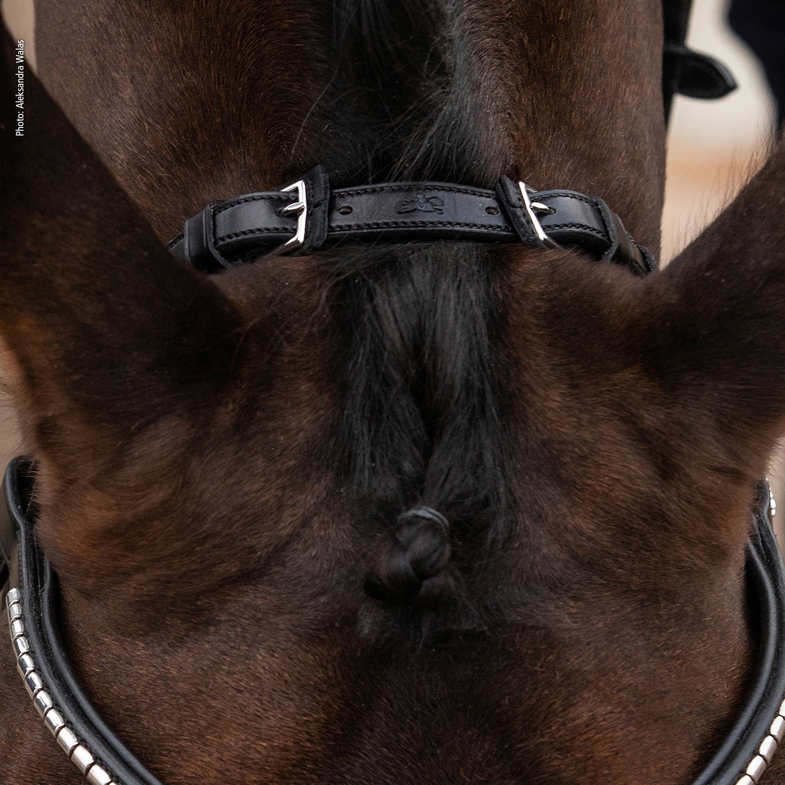 Schockemöhle Sports Equitus Rho Nackstycke