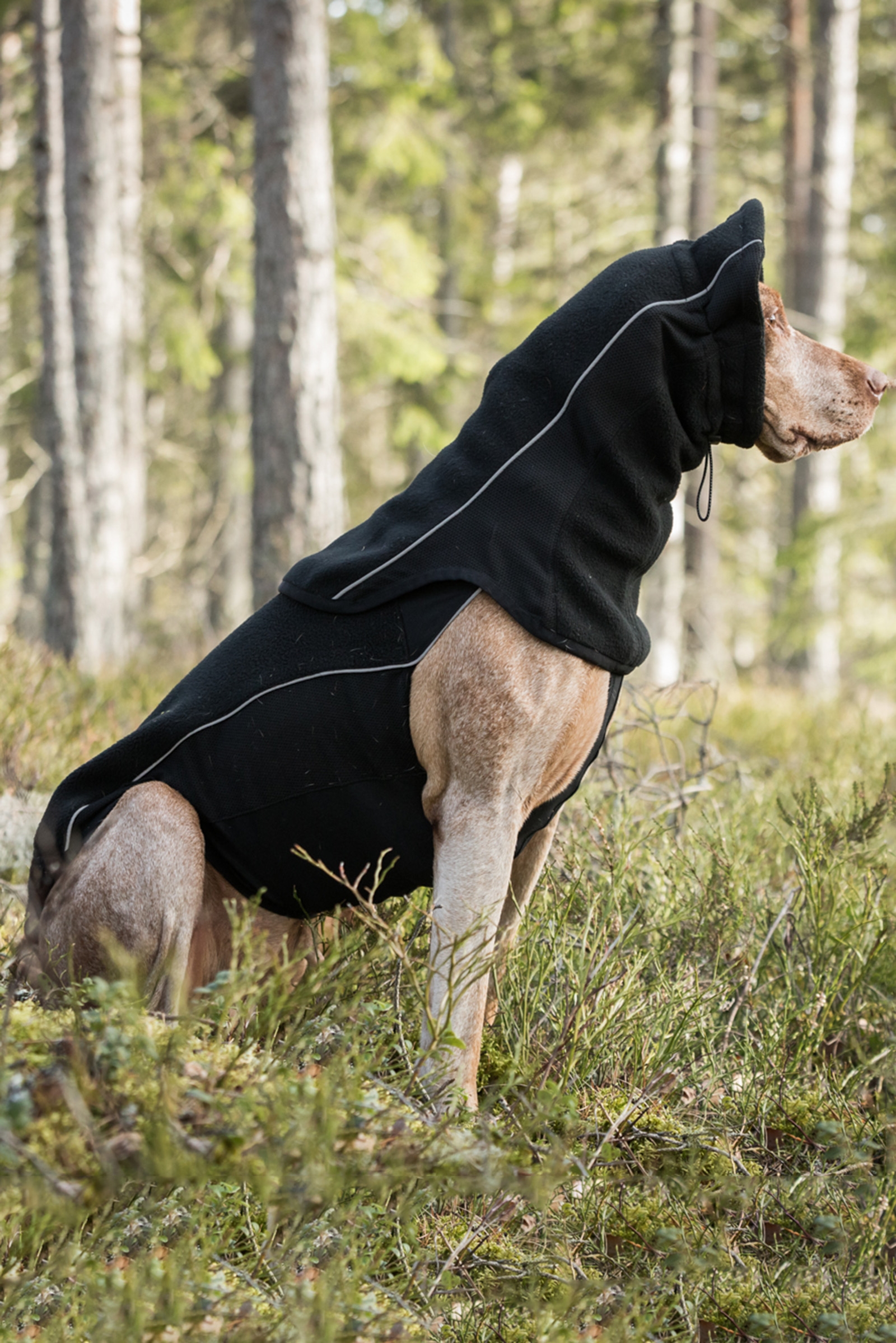 Back on Track Benji Hunde-halsvarmer