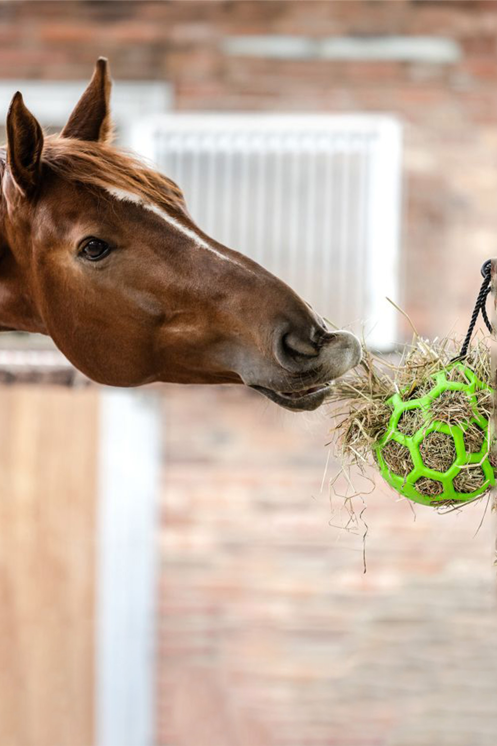 Waldhausen H&oslash;bold