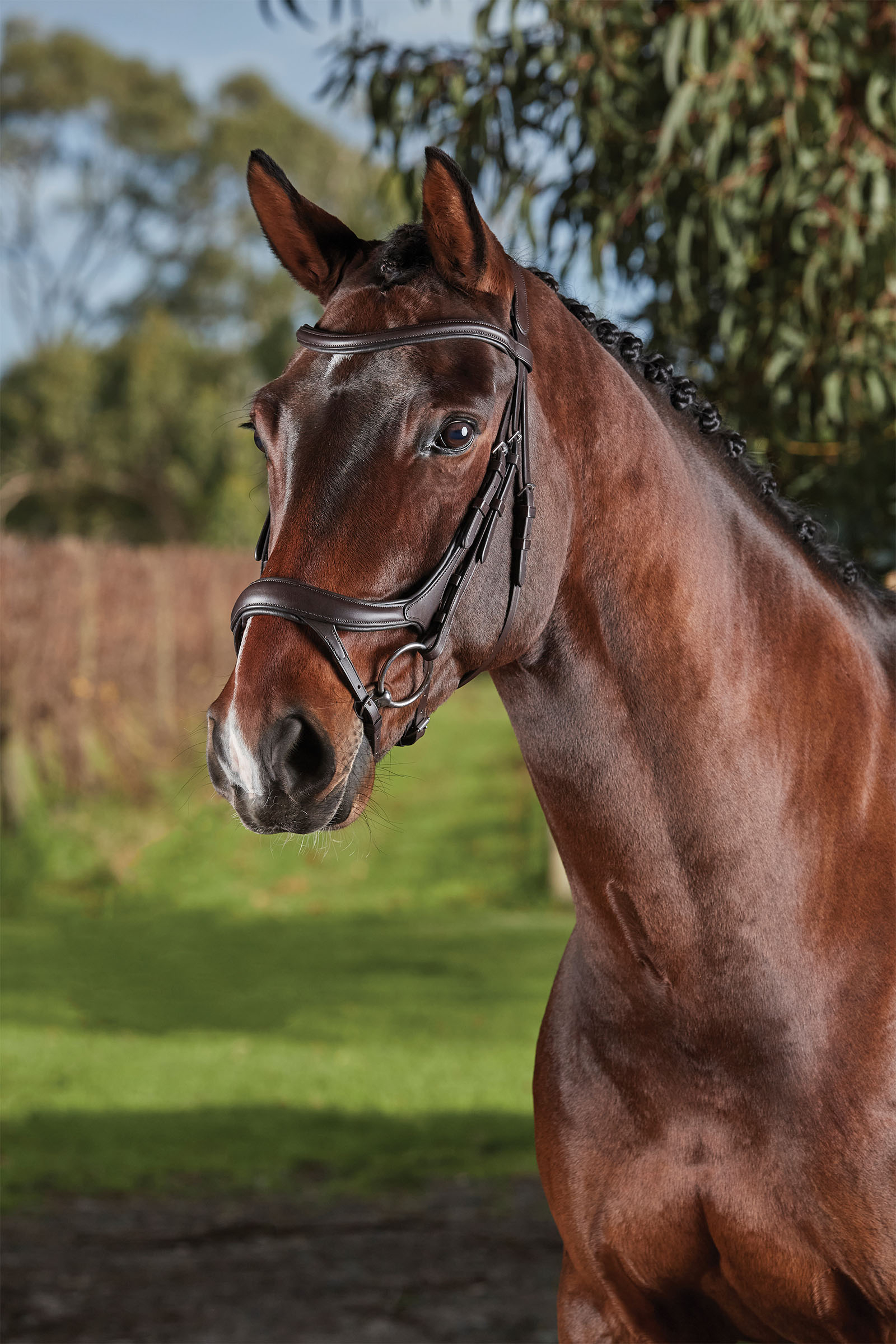 Collegiate Comfitec Vogue anatomicky tvarovaná uzdečka