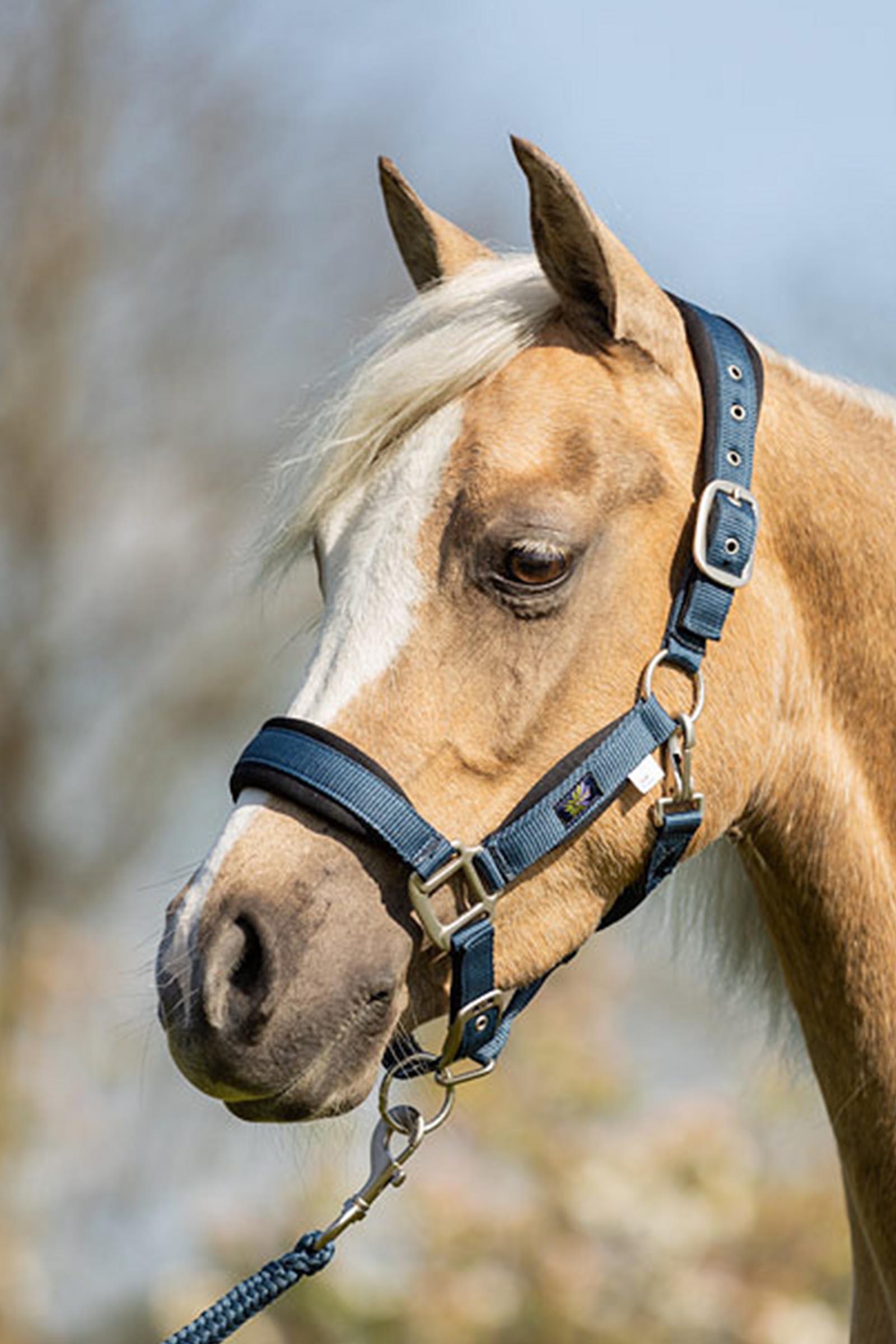 BR grime til pony / mini horse med tr&aelig;ktov