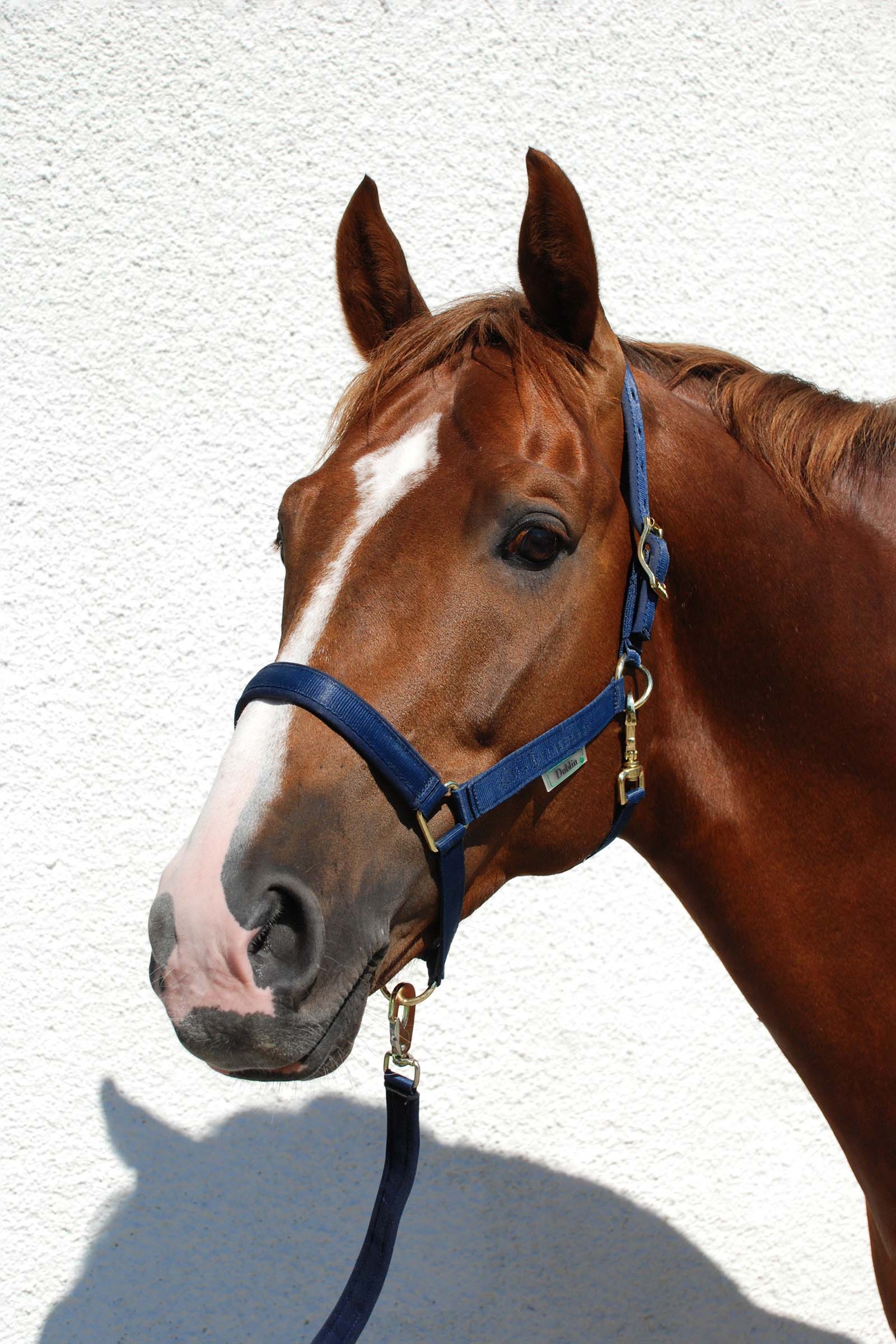 Dark Blue/Dark Blue Bucas Dublin polstret luksusgrime