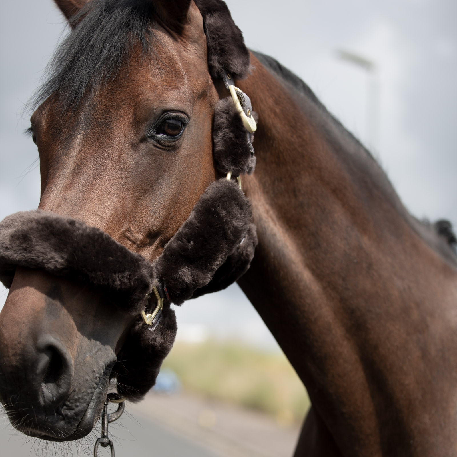 B Vertigo Tremblant grime med lammeskind