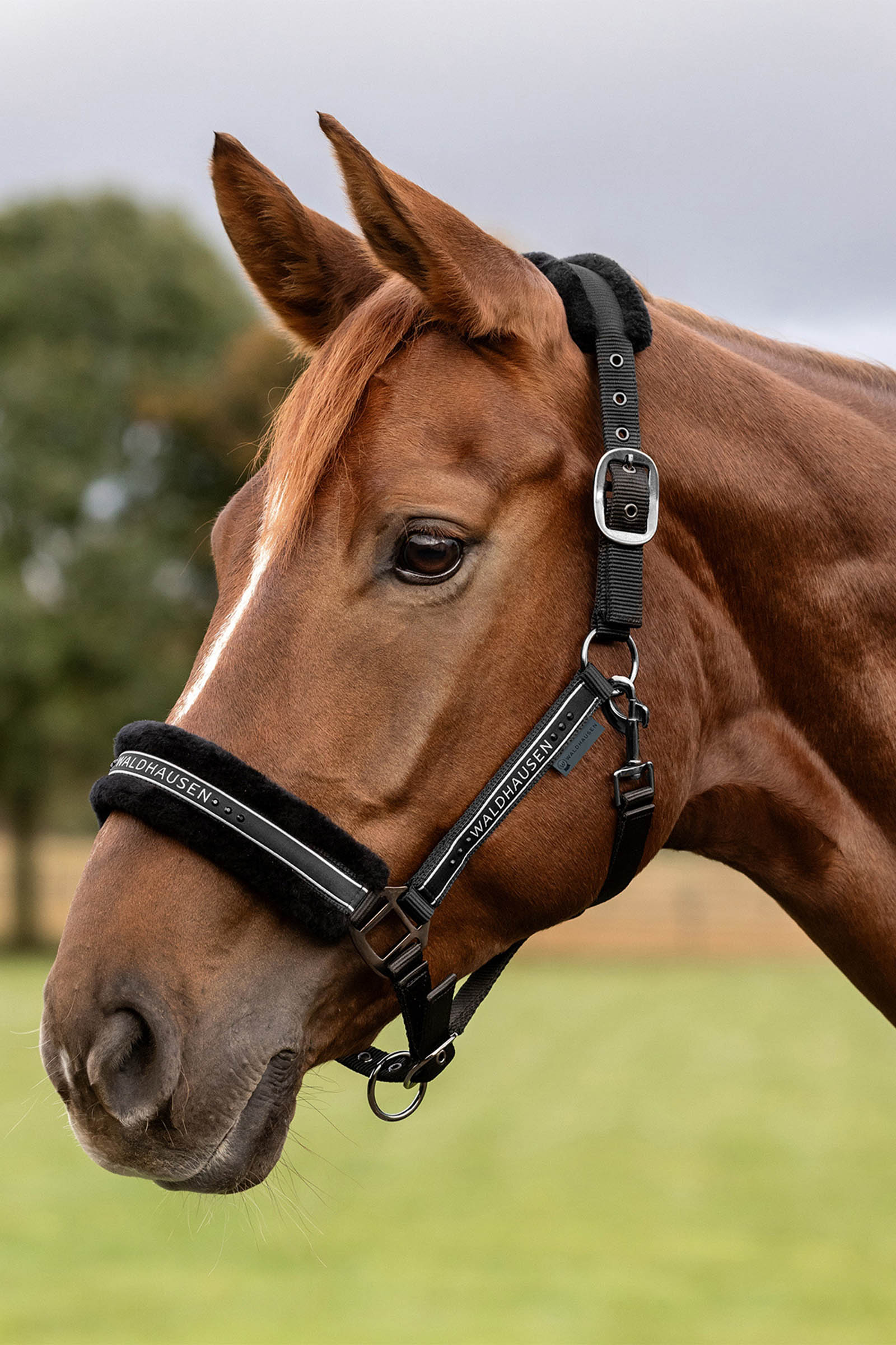 Waldhausen elegant grime