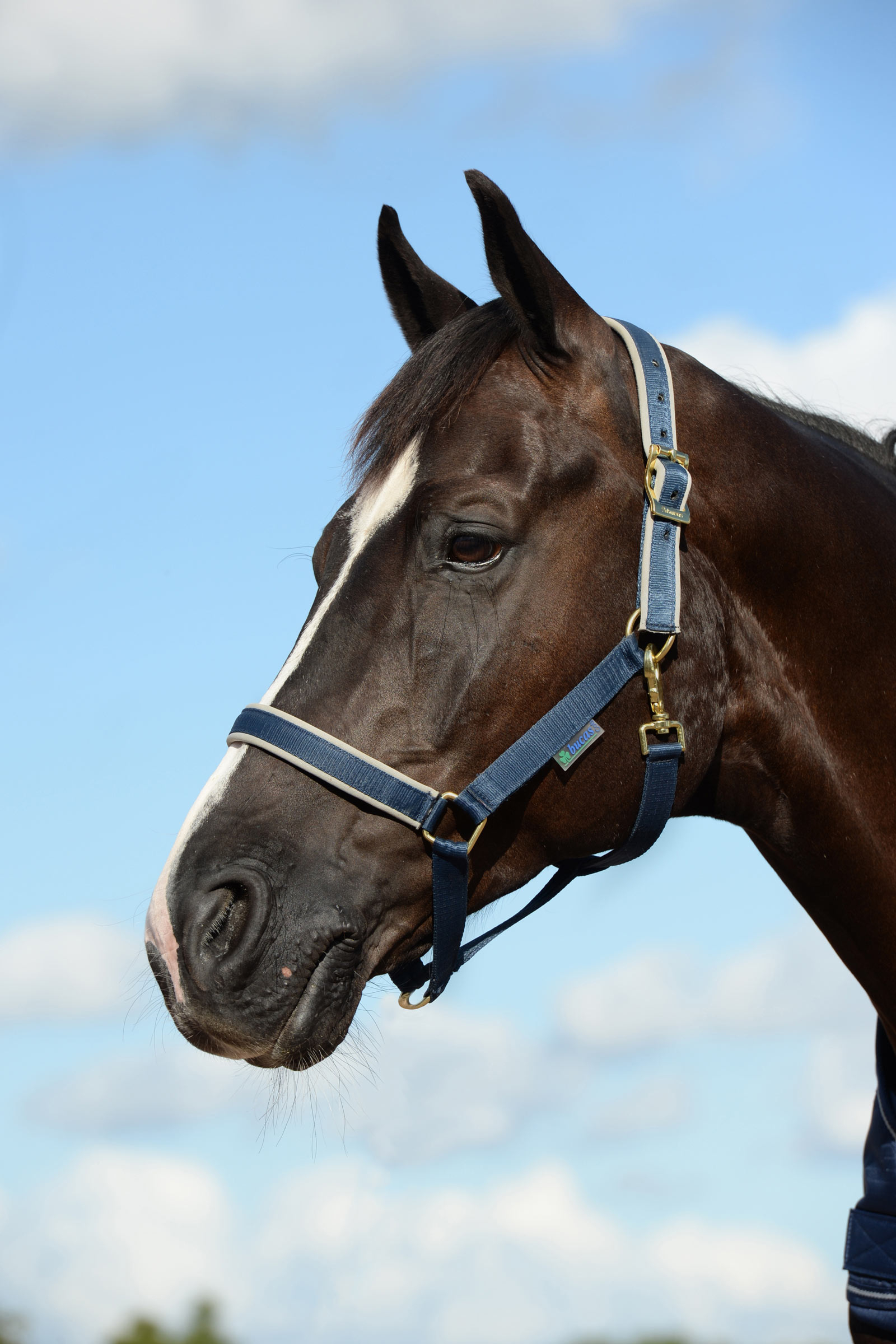 Dark Blue/Silver Bucas Dublin polstret luksusgrime