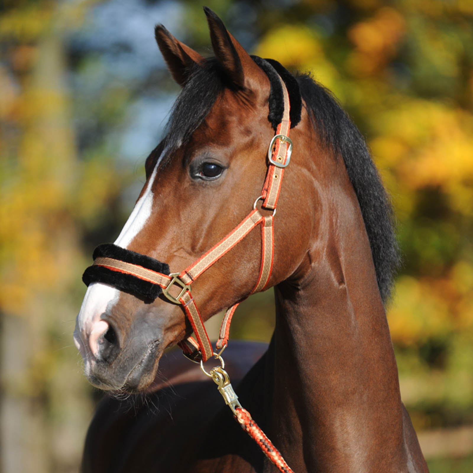 Kavalkade Gretchen Grime