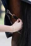 Horseware elastiske benstropper