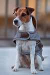 Kentucky Dogwear Dog Coat Reflective & Water Repellent