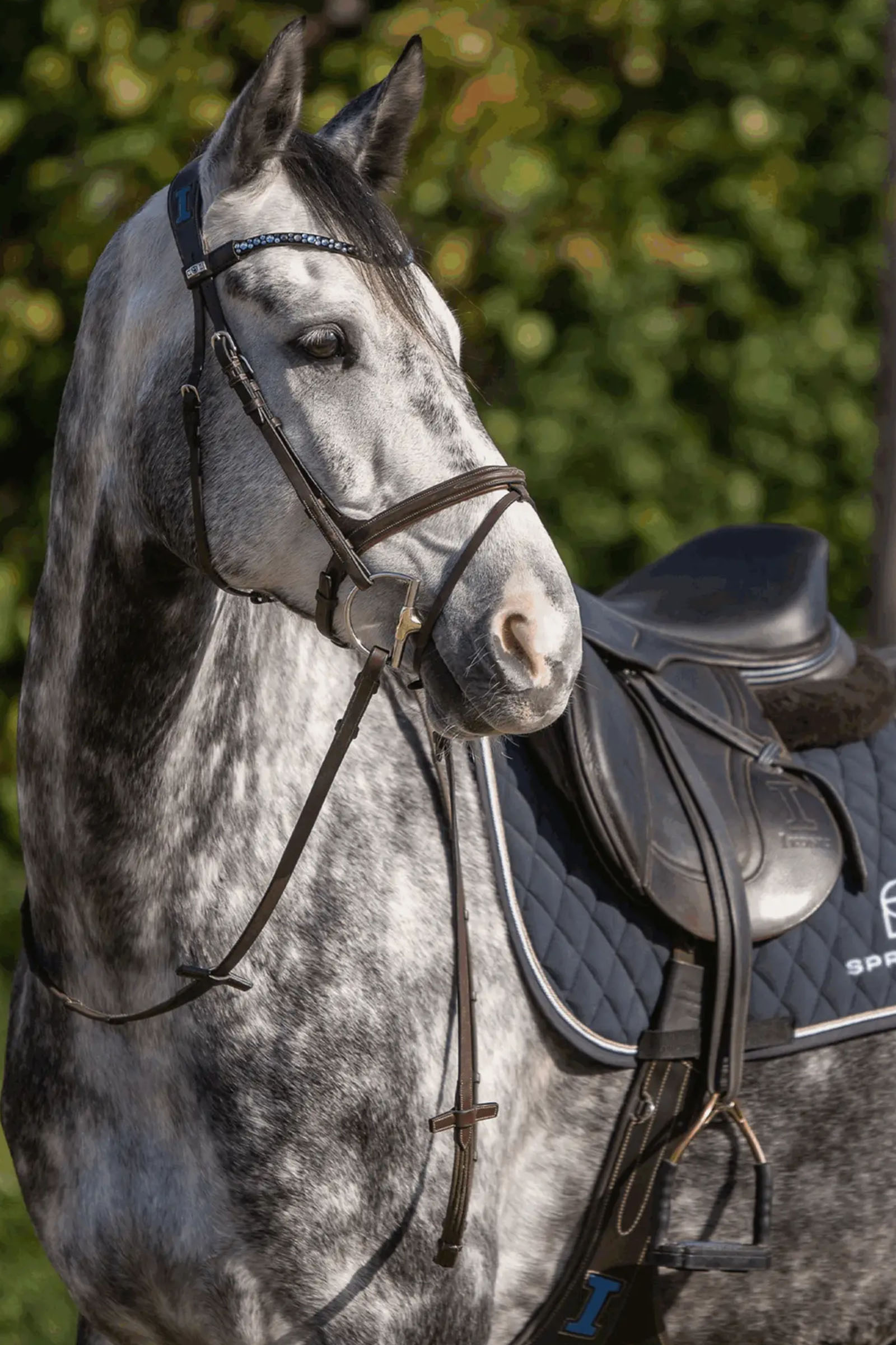 Sprenger Dynamic RS D-ringet Hunter bid, 14 mm, enkeltleddet, Sensogan, 70 mm D-ring