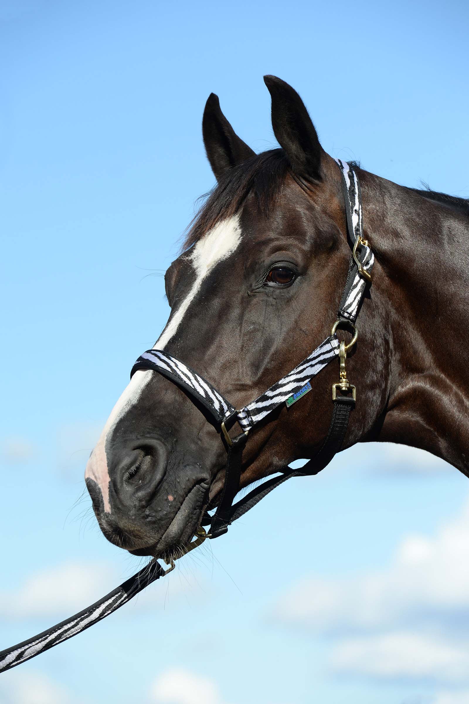 Black/White Bucas Dublin polstret luksusgrime