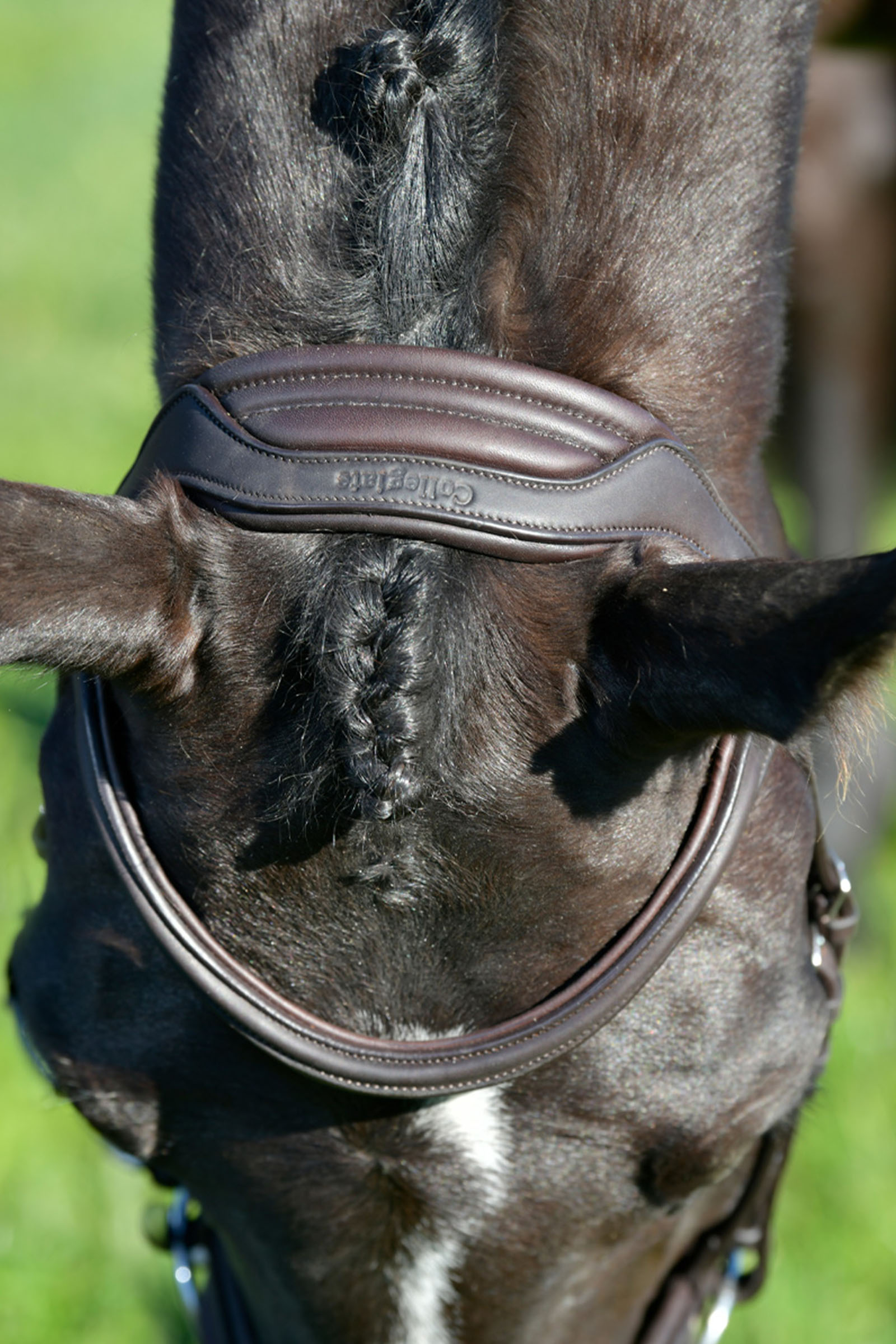 Collegiate Comfitec Opulux klassisk foret trense med kombineret Hannoveransk n&aelig;seb&aring;nd