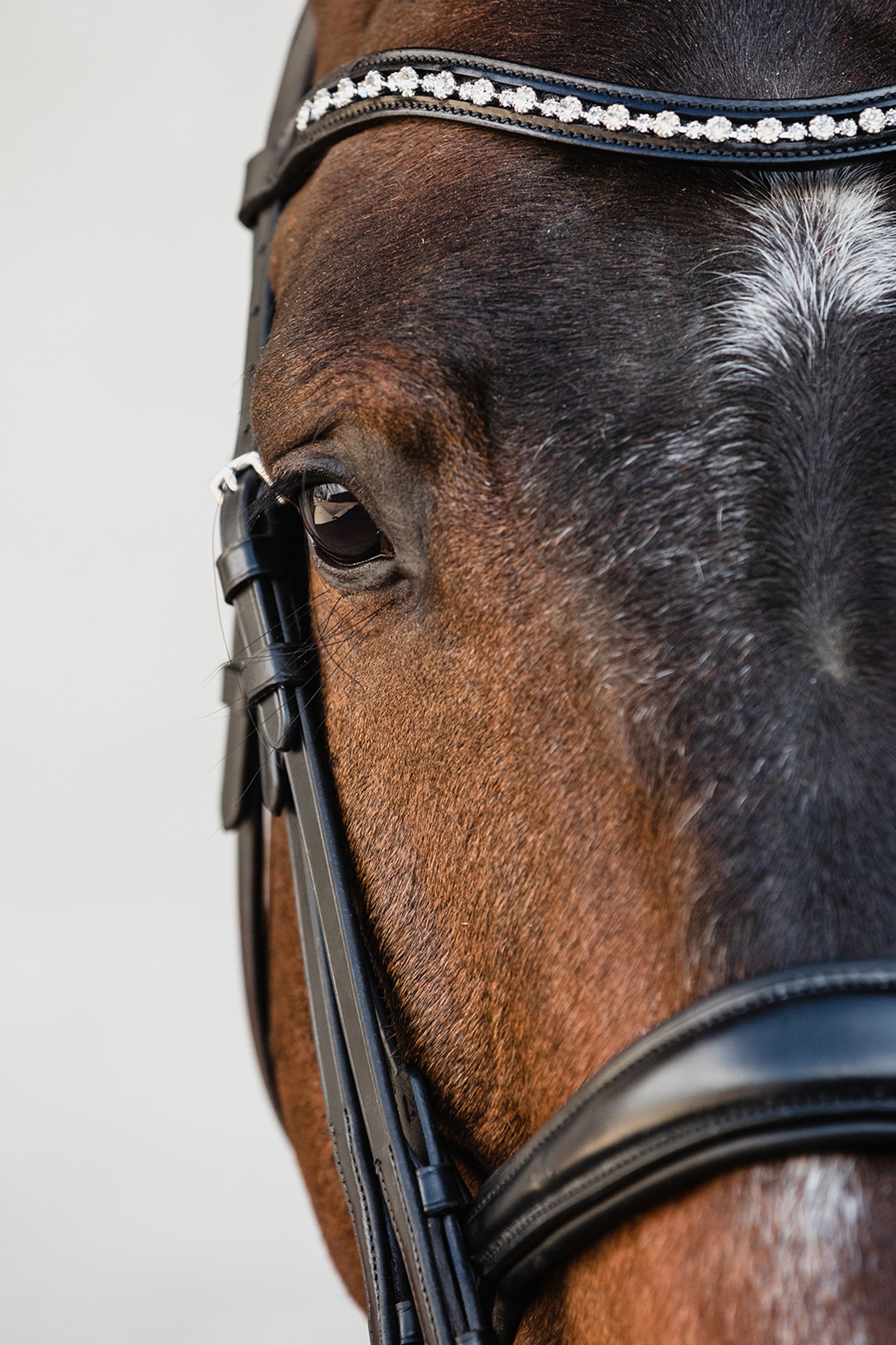 Schockem&ouml;hle Sports Milton Anatomic  Double Bridle