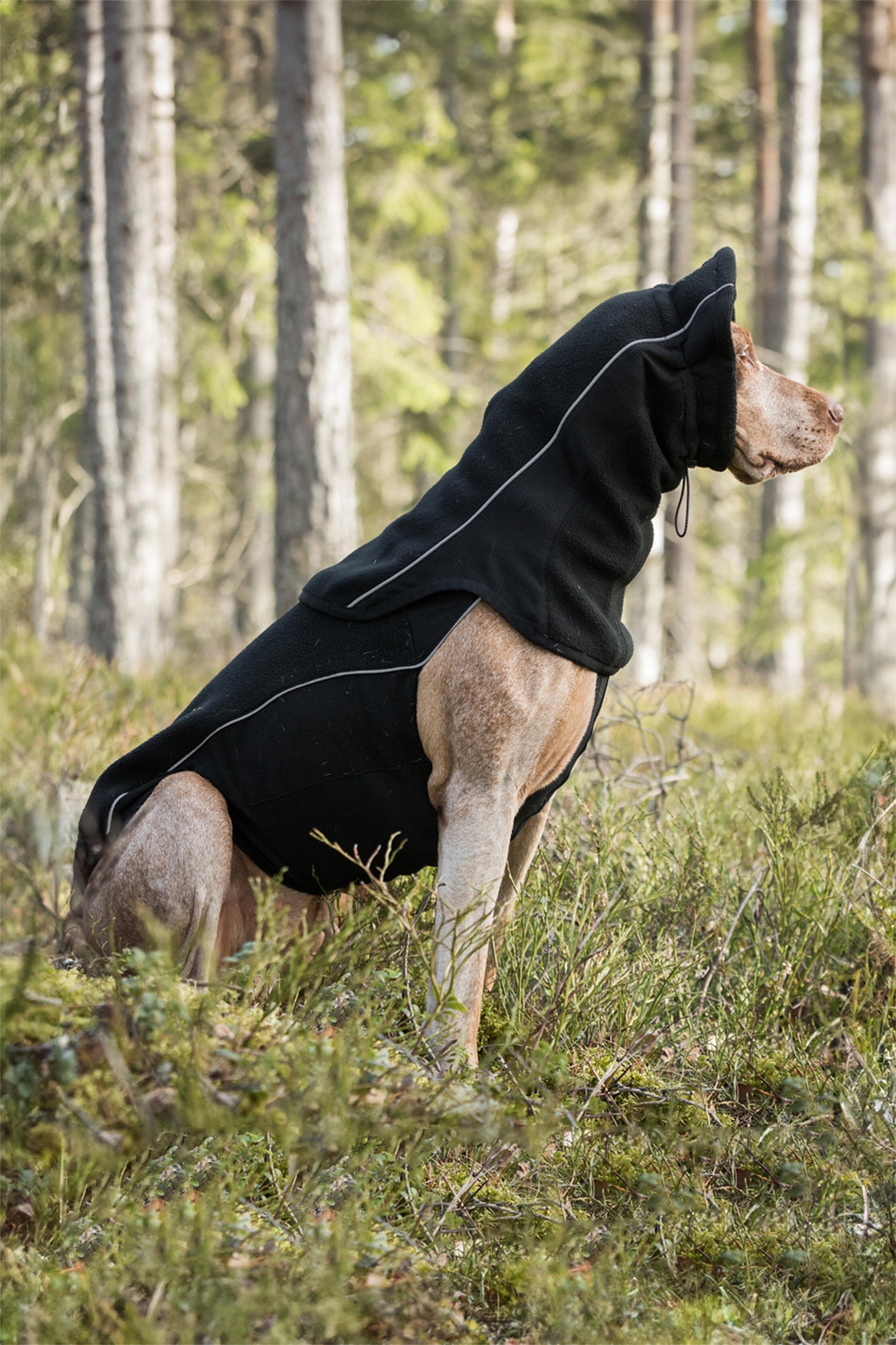 Back on Track Benji Hunde-halsvarmer