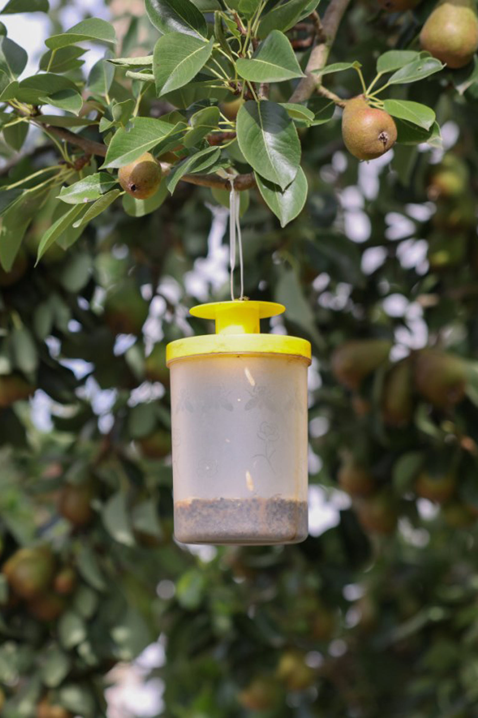 cit FlyCage3 fluefælde inkl. 25 g lokkemiddel