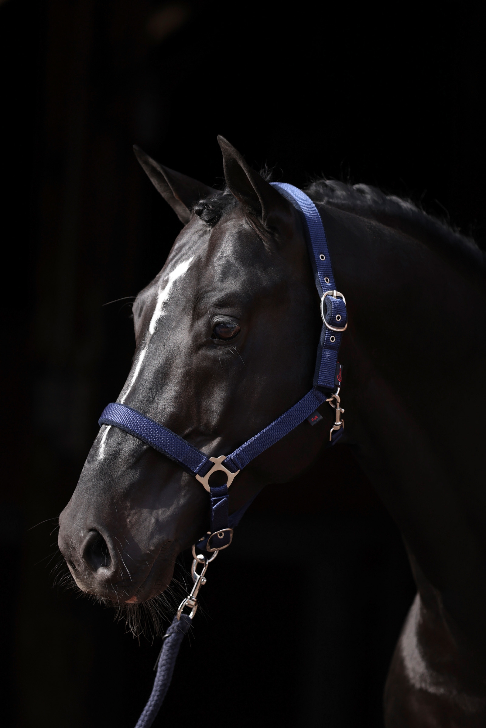 DB/AB Covalliero Dexter Halter with Fleece Underlay