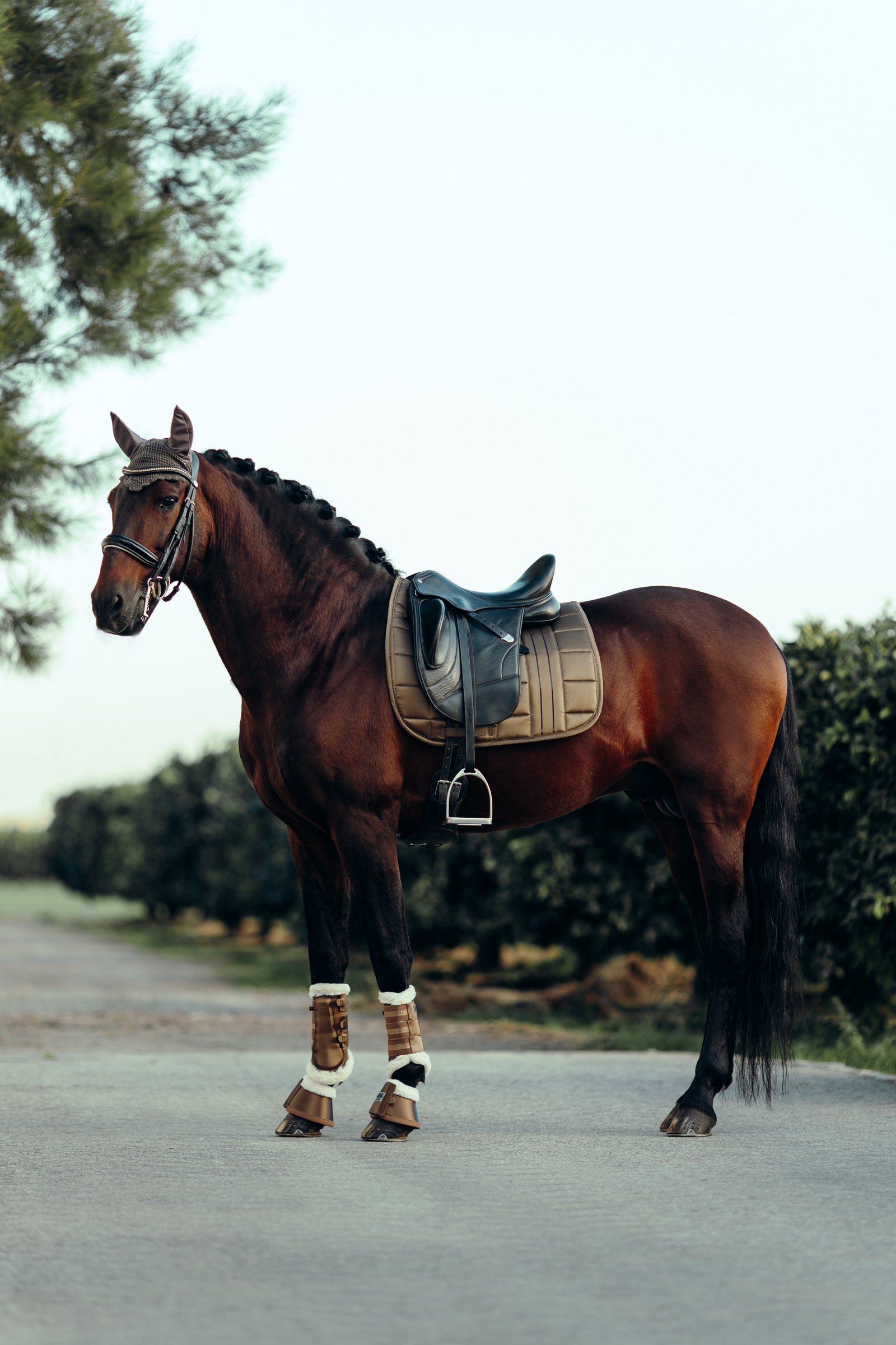 B Vertigo Drew dressurunderlag