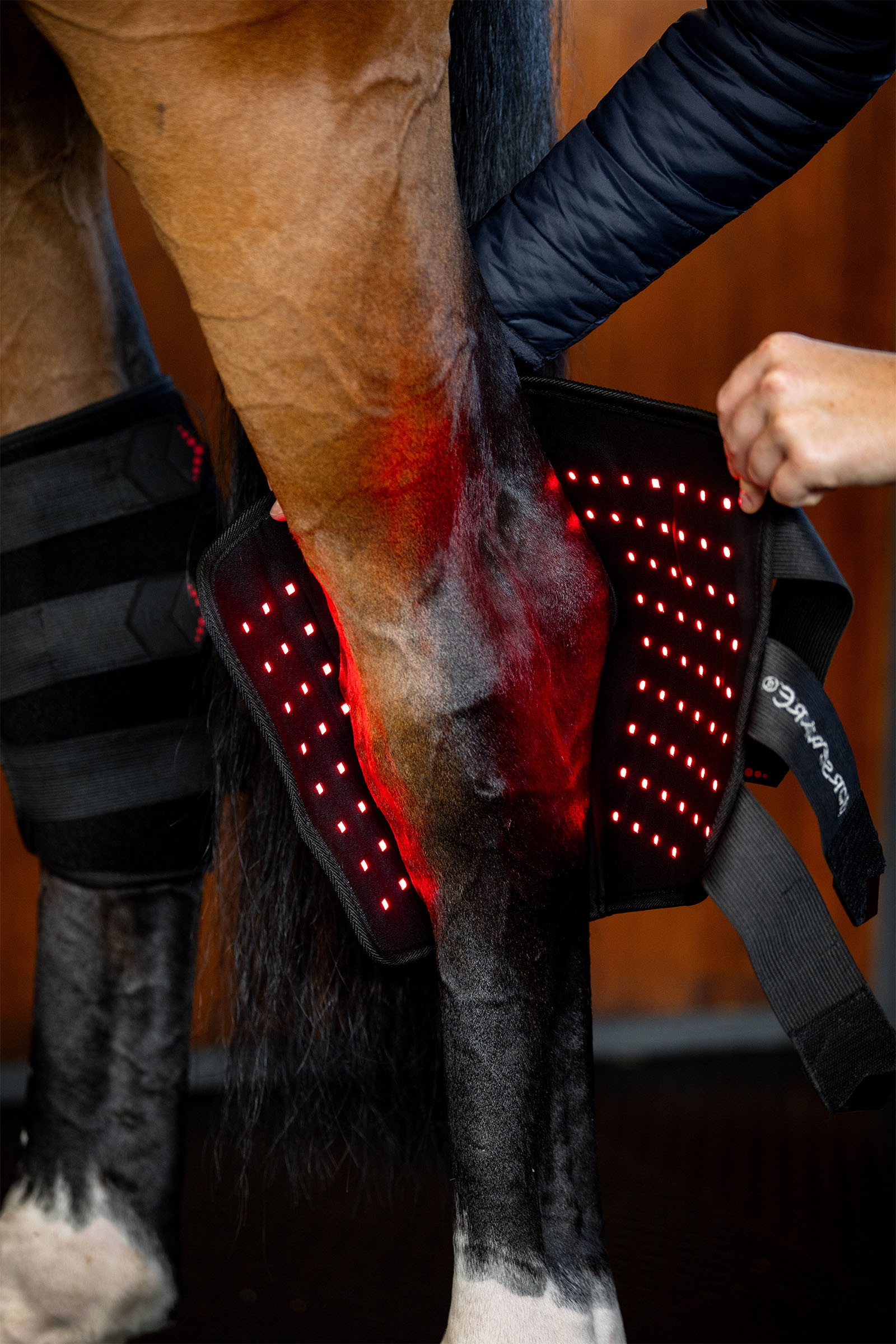 Horseware LED r&oslash;dlysterapi hasebeskytter (1 stk.)