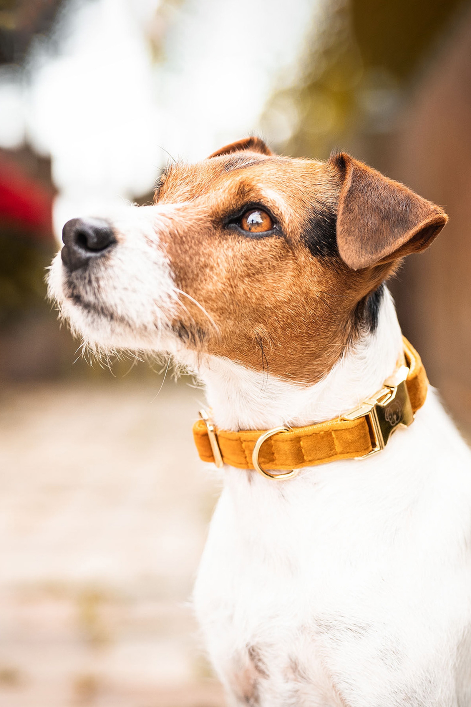 Maize Yellow Kentucky Dogwear Dog Collar Velvet halsbånd
