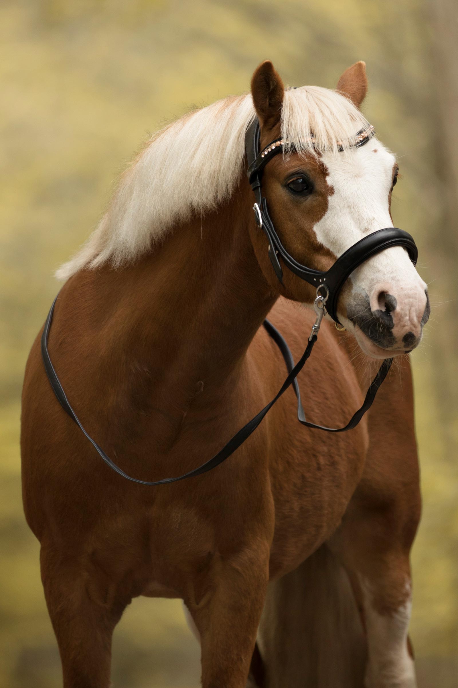 F.R.A. Freedom Riding Articles Rebecca Sidepull med tøjler (system 3)