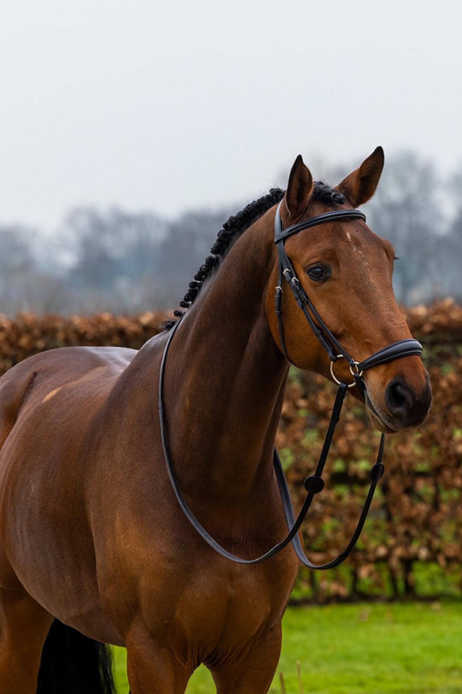 Trust Equestrian Rome Trense med dr&aring;beformet n&aelig;seb&aring;nd