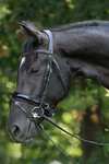 Trust Equestrian Rotterdam Large Patent Crank Bridle