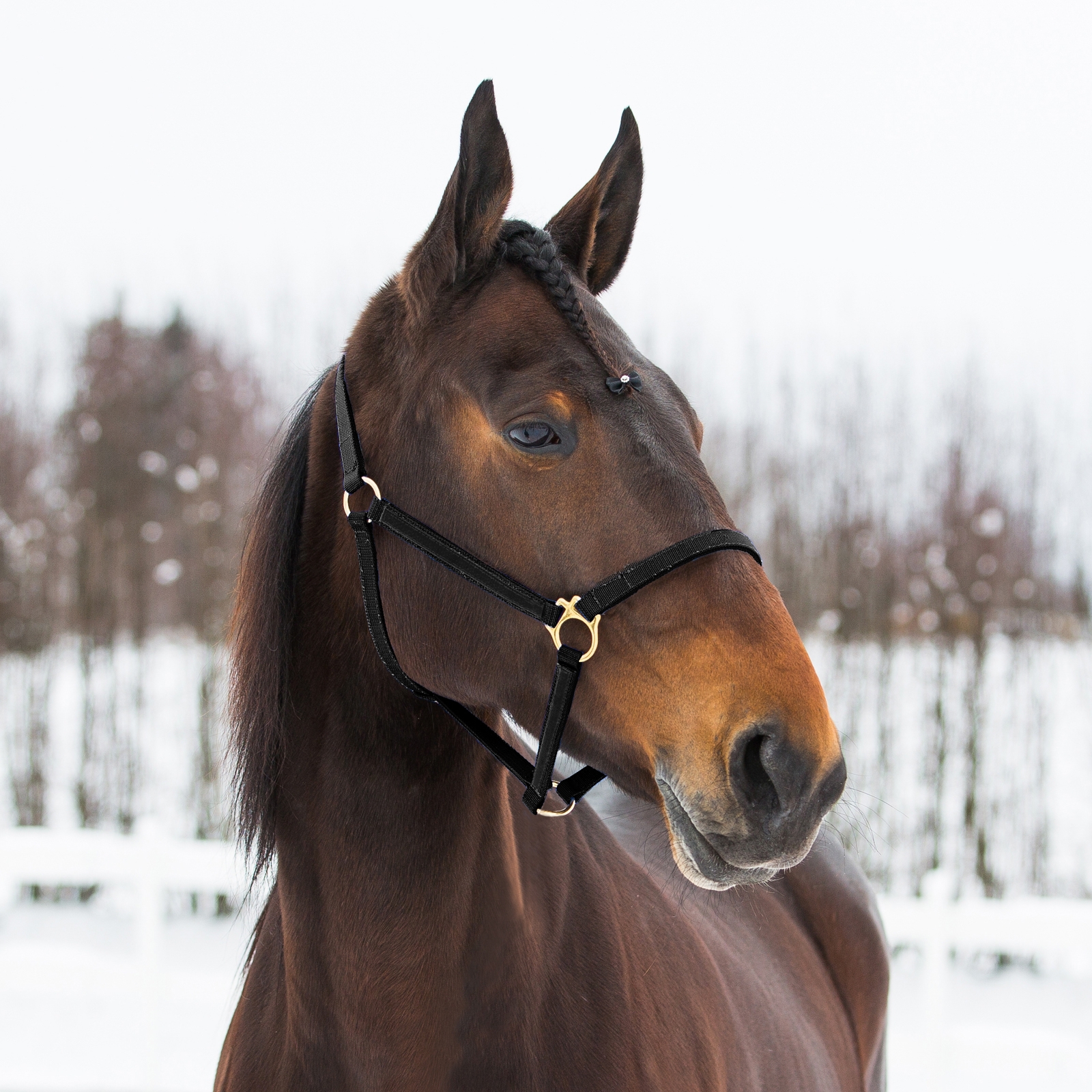 Black Finntack Pro Synthetic Yankee Nylon Halter