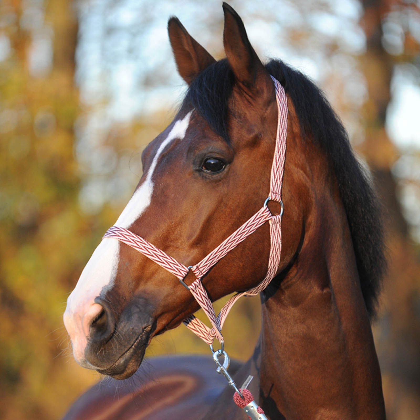 Kavalkade Simple Grime Halter