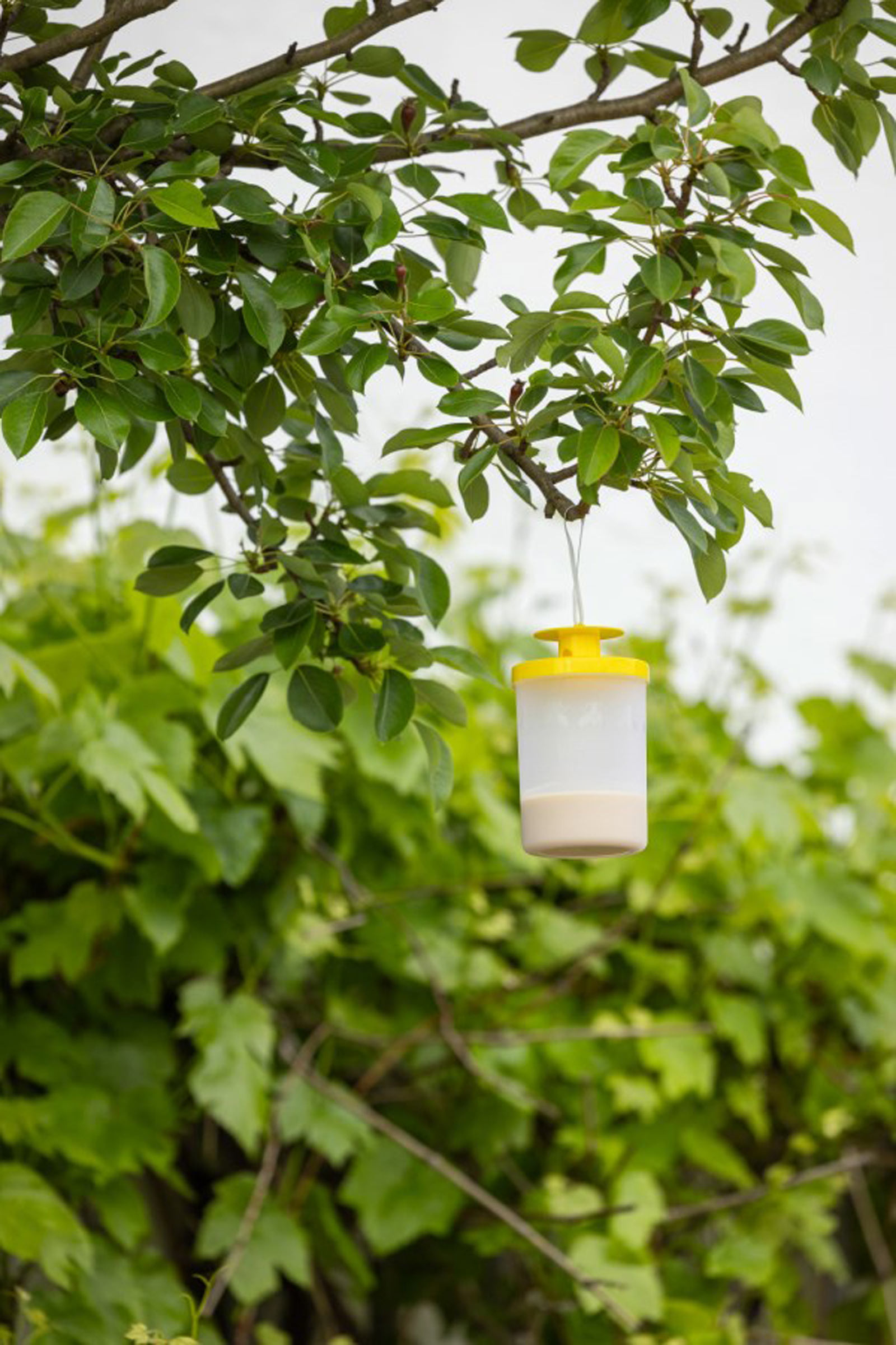 cit FlyCage3 fluefælde inkl. 25 g lokkemiddel